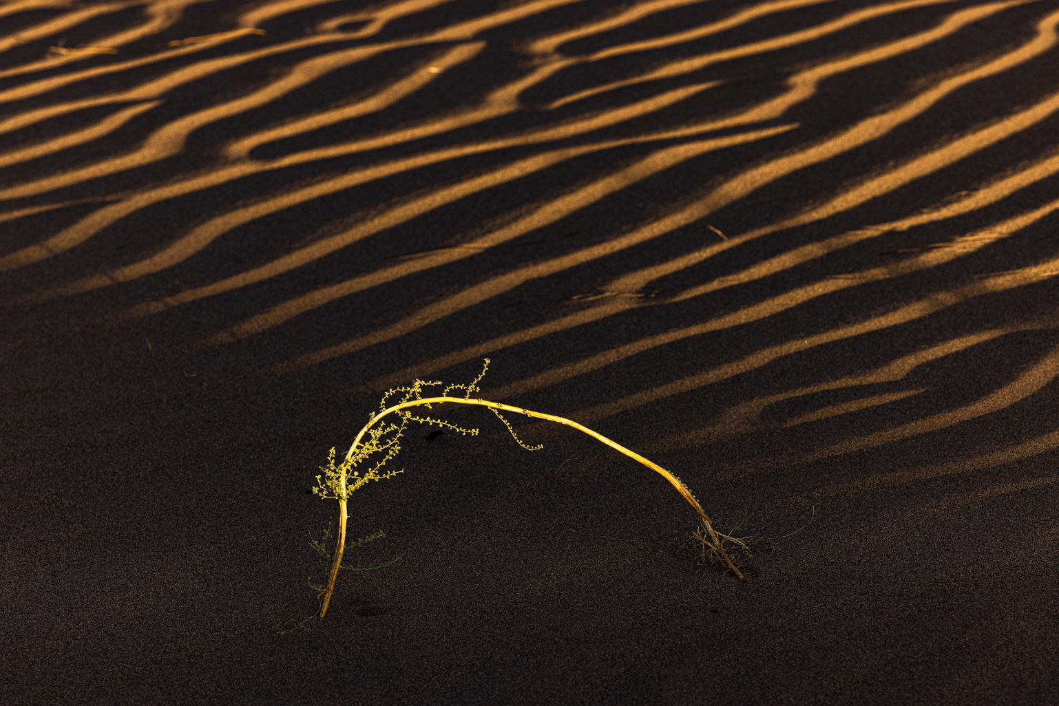 Artwork desert 02 by Majid Hojati - Maho Artwork desert 02 by Majid Hojati - Maho