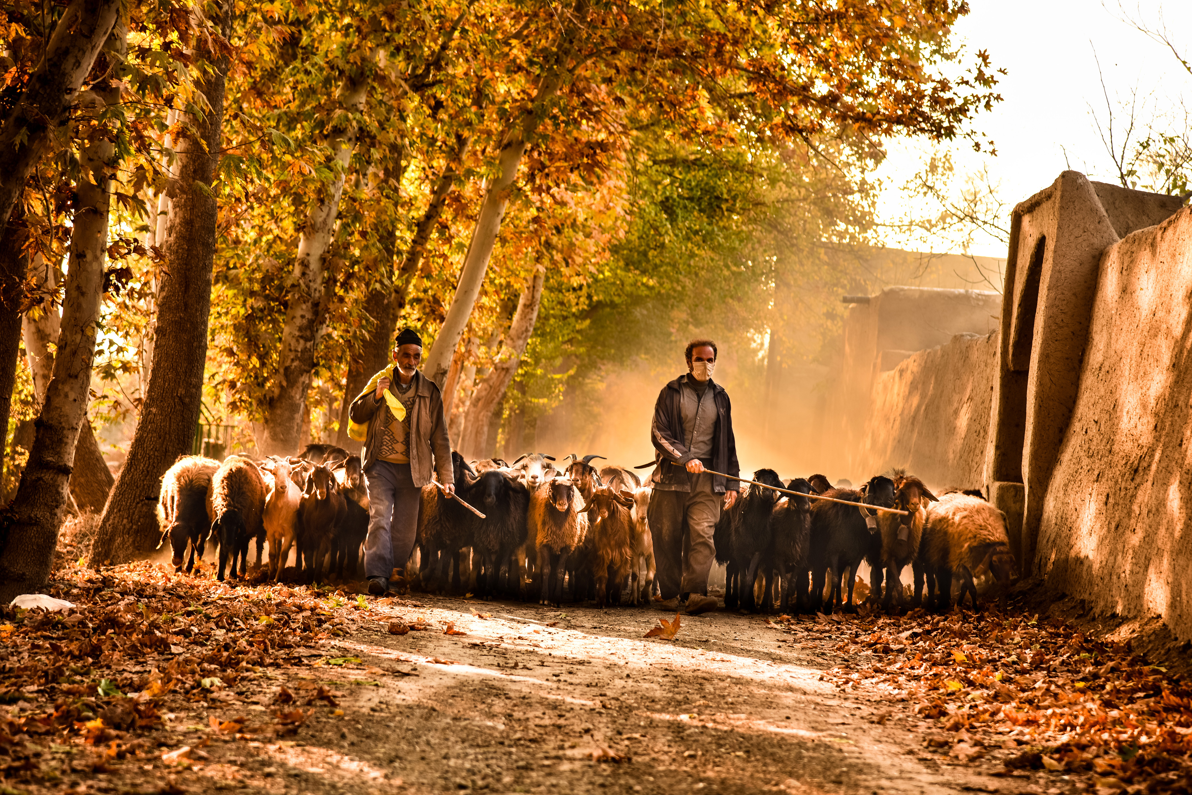 اثر کوچه باغ از شهروز حیدری اثر کوچه باغ از شهروز حیدری