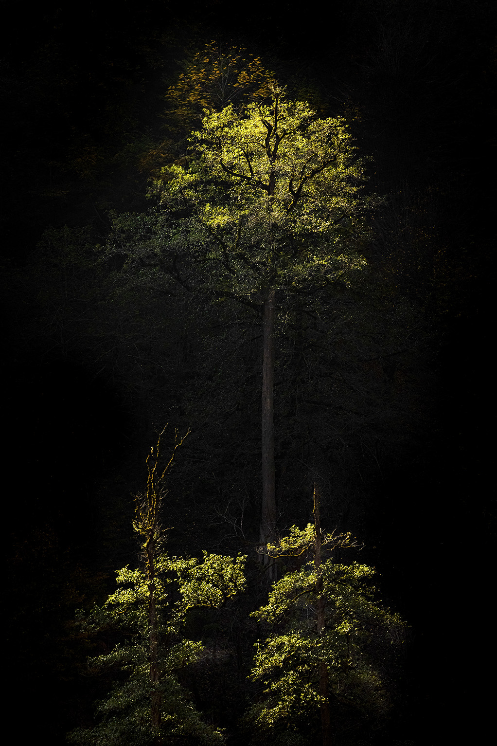 Artwork mother tree by Majid Hojati - Maho Artwork mother tree by Majid Hojati - Maho