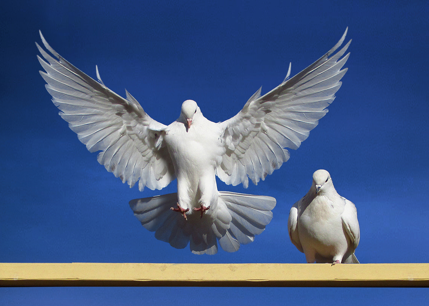 Artwork Peace by abbas rahmani Artwork Peace by abbas rahmani
