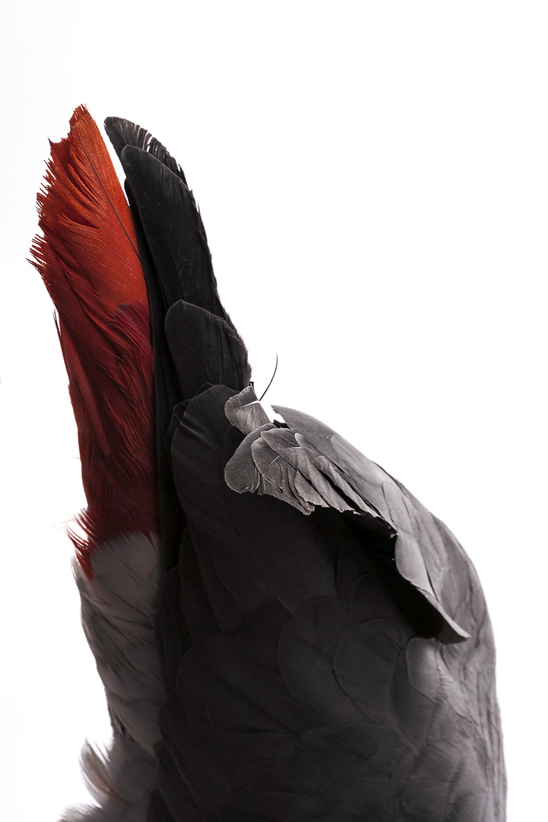 اثر پاز از محمدرضا راشد اثر پاز از محمدرضا راشد