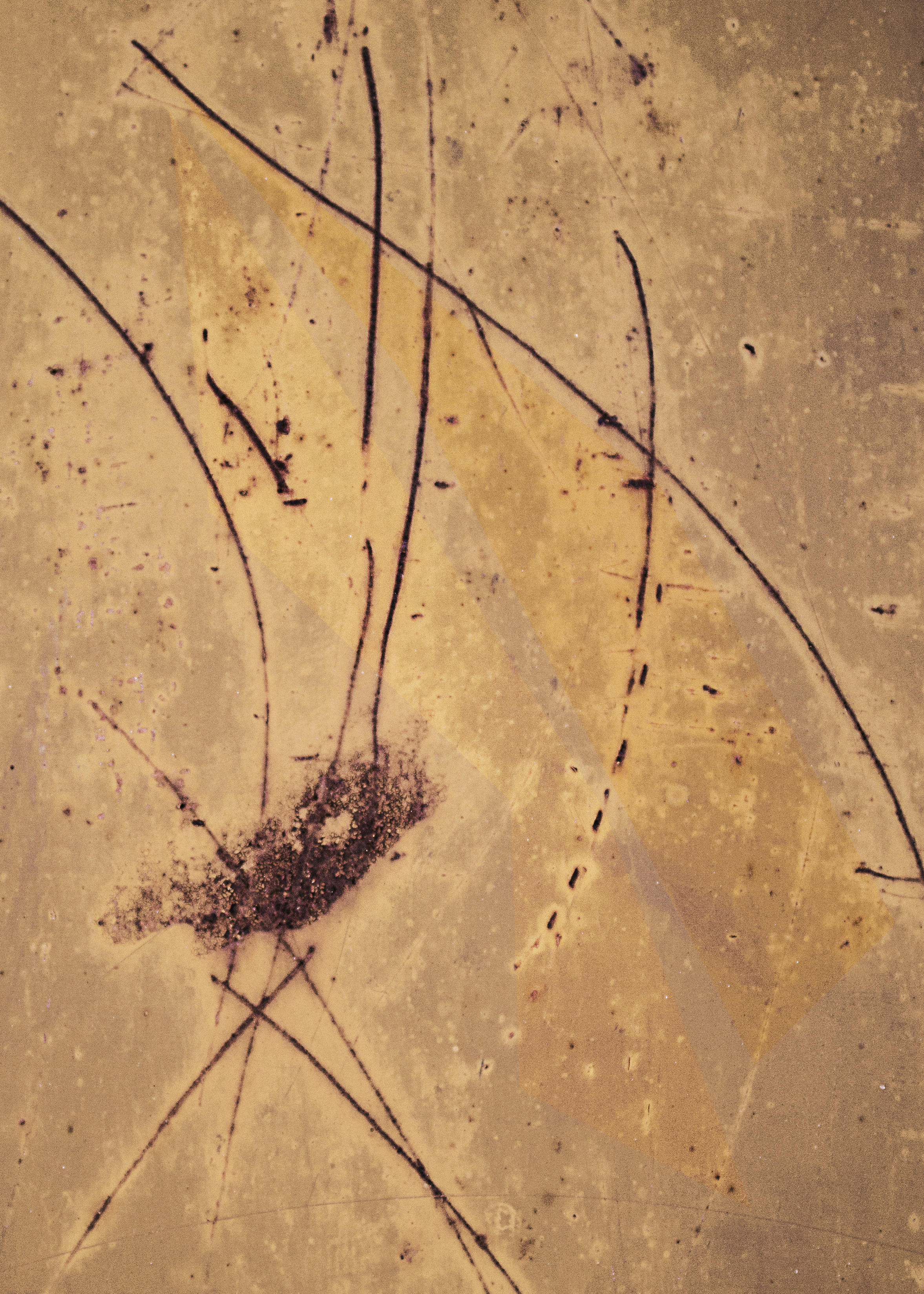 Artwork Sparrow by Abed Mirmasoumi Artwork Sparrow by Abed Mirmasoumi