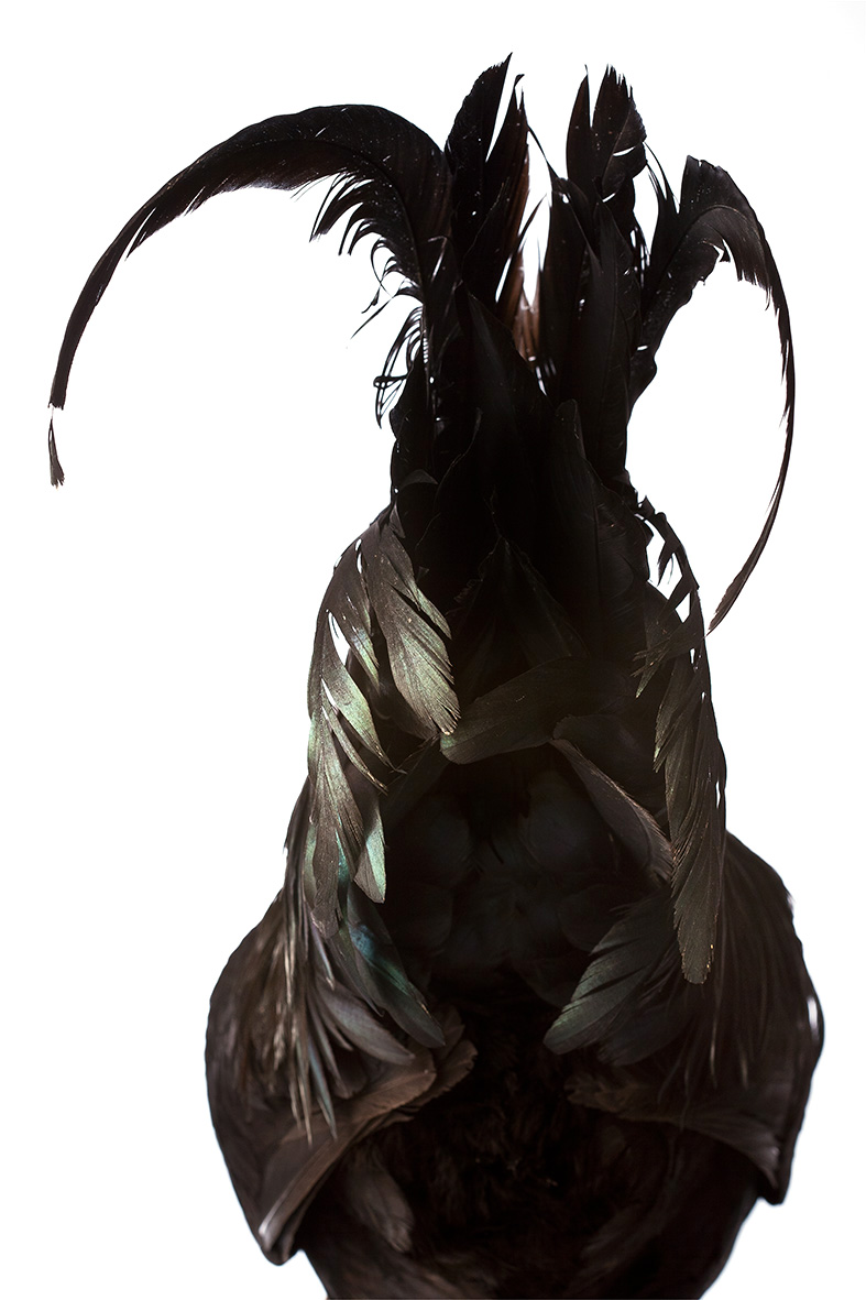 Artwork Untitled by Mohammadreza Rashed Artwork Untitled by Mohammadreza Rashed