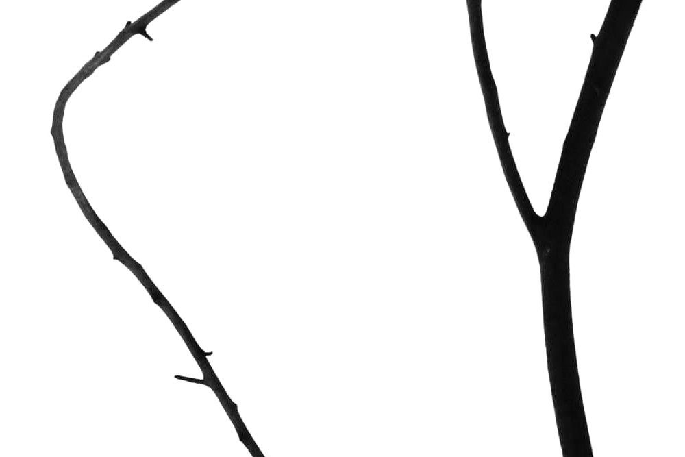 Artwork trees 02 by Alireza Zangiabadi Artwork trees 02 by Alireza Zangiabadi