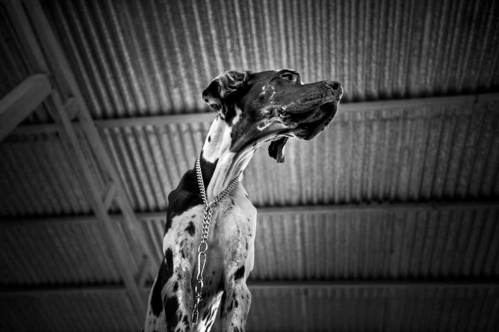 Artwork doggie life- 5 by ali ranjbaran Artwork doggie life- 5 by ali ranjbaran