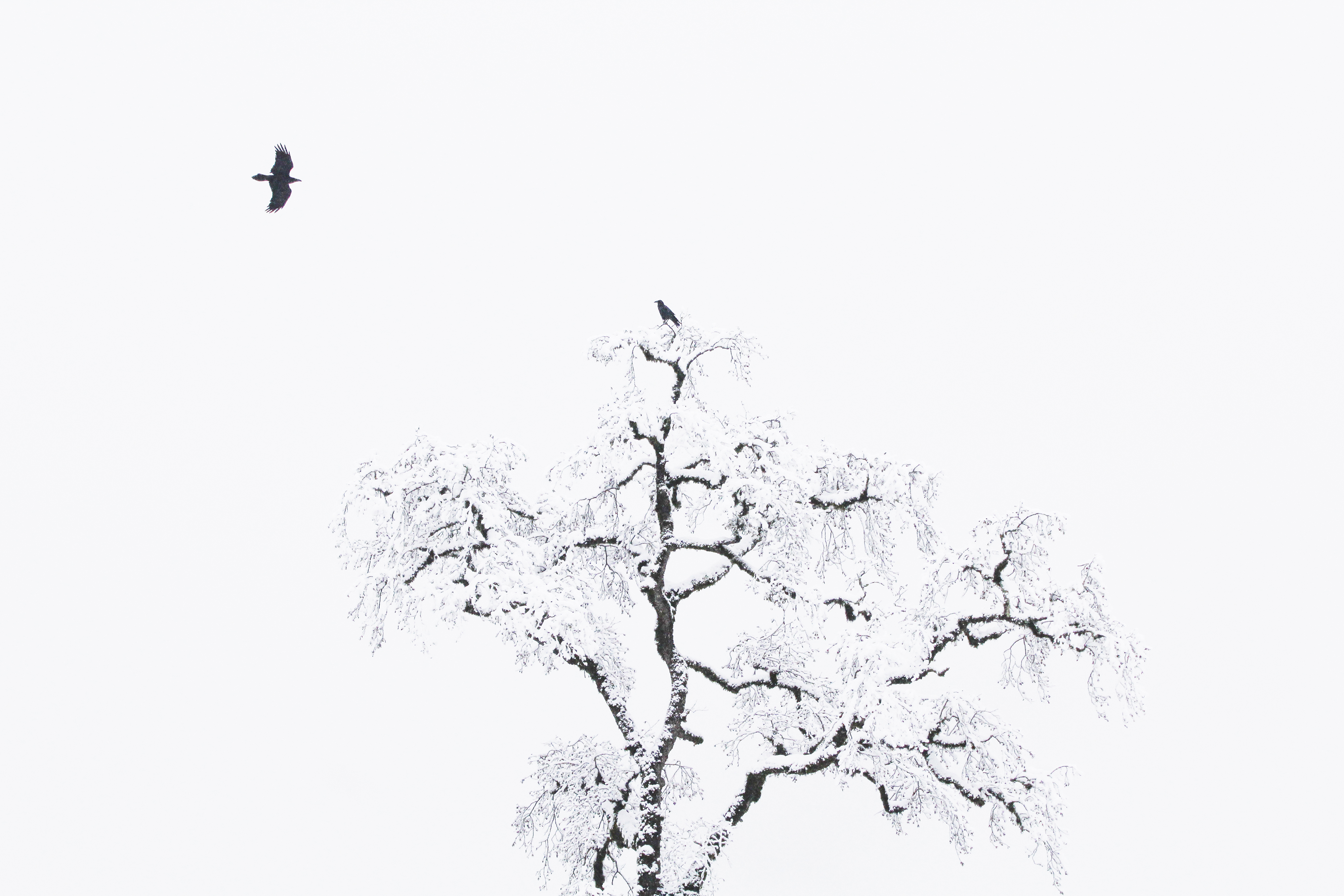 Artwork Life by Salestani Artwork Life by Salestani