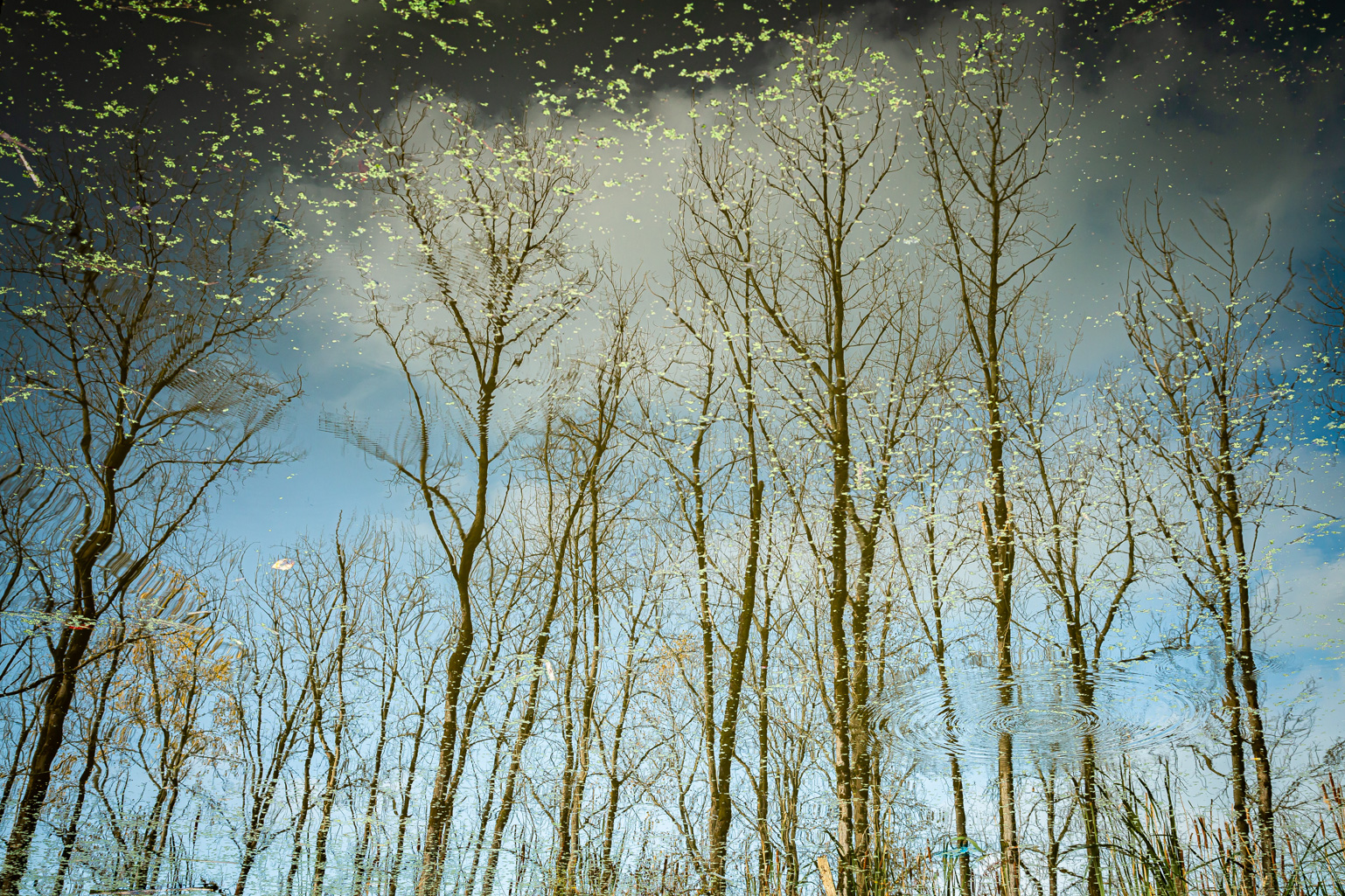 Artwork The role of water by Majid Hojati - Maho Artwork The role of water by Majid Hojati - Maho