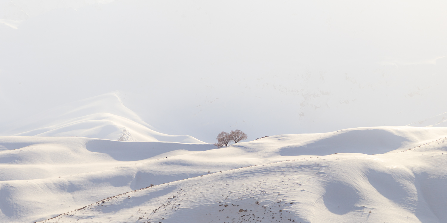 Artwork Two Trees by Mehdi Arastouei Artwork Two Trees by Mehdi Arastouei