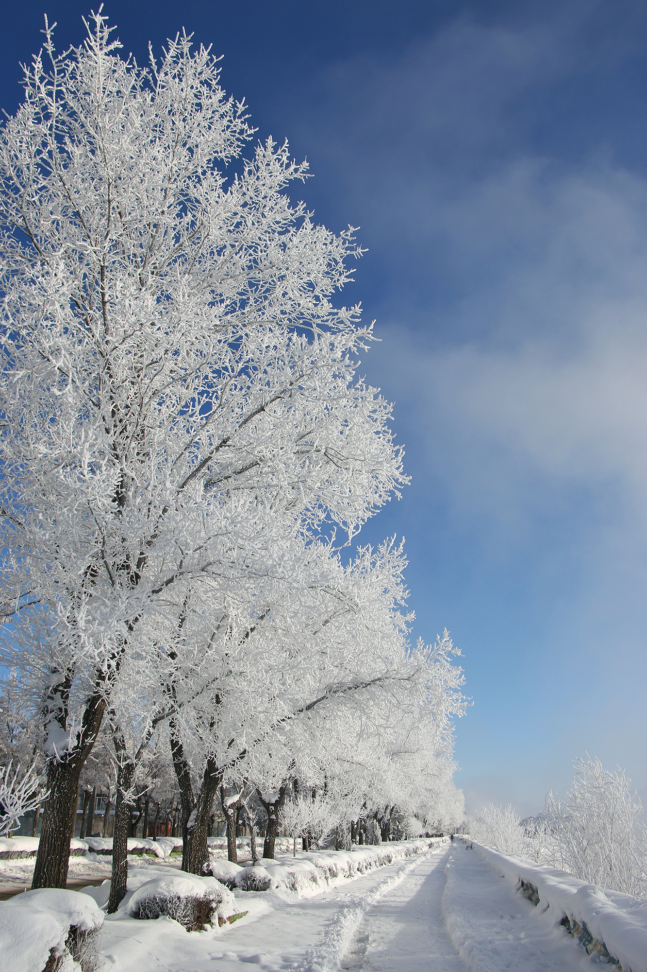 Artwork Cold morning by abbas rahmani Artwork Cold morning by abbas rahmani