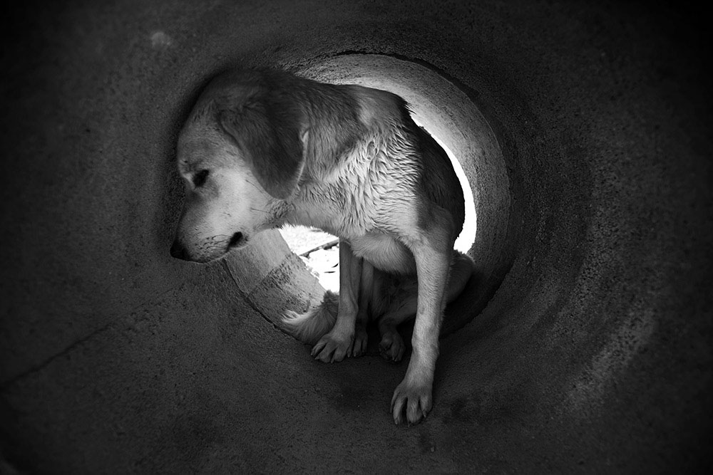 اثر زندگی سگی یازده از علی رنجبران اثر زندگی سگی یازده از علی رنجبران