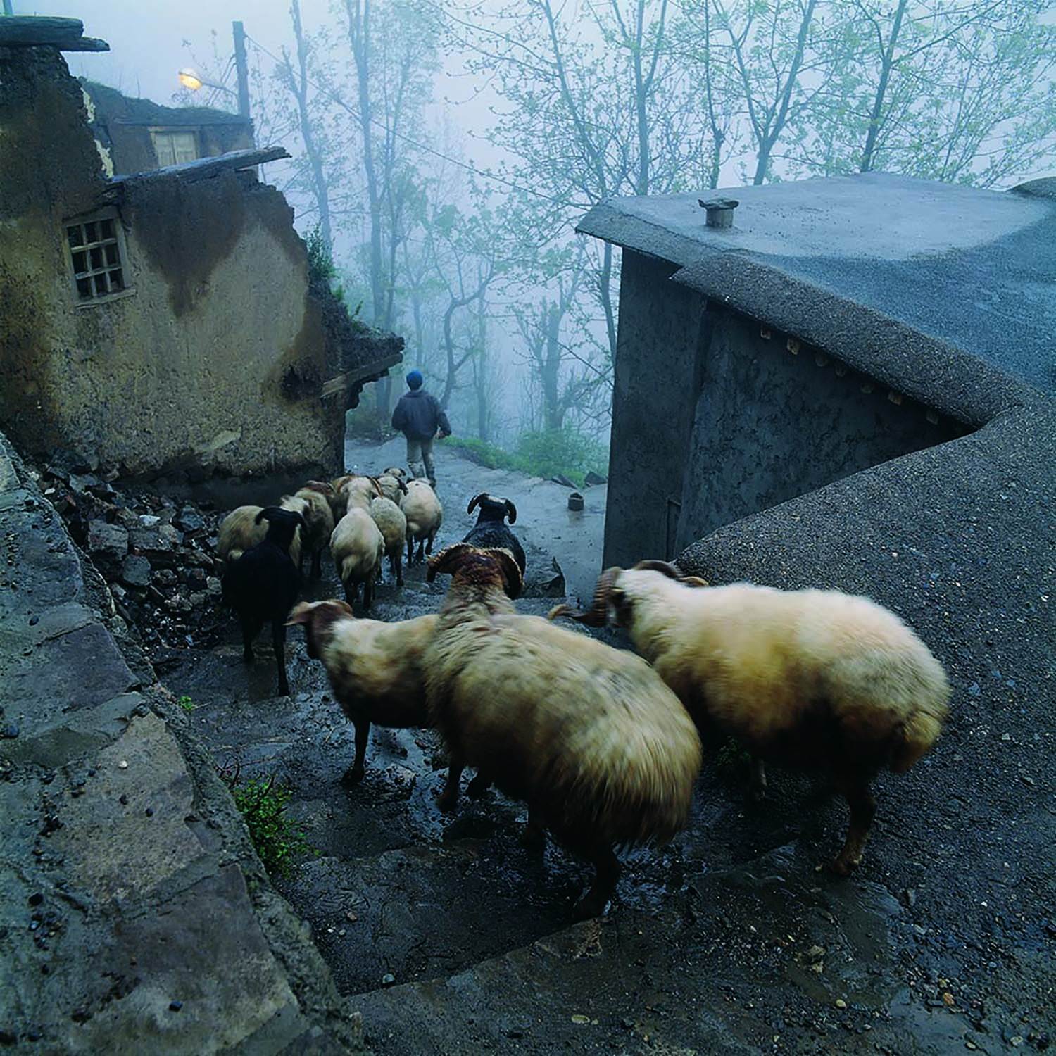 اثر ماسوله، حرکت از سعید محمودی ازناوه اثر ماسوله، حرکت از سعید محمودی ازناوه