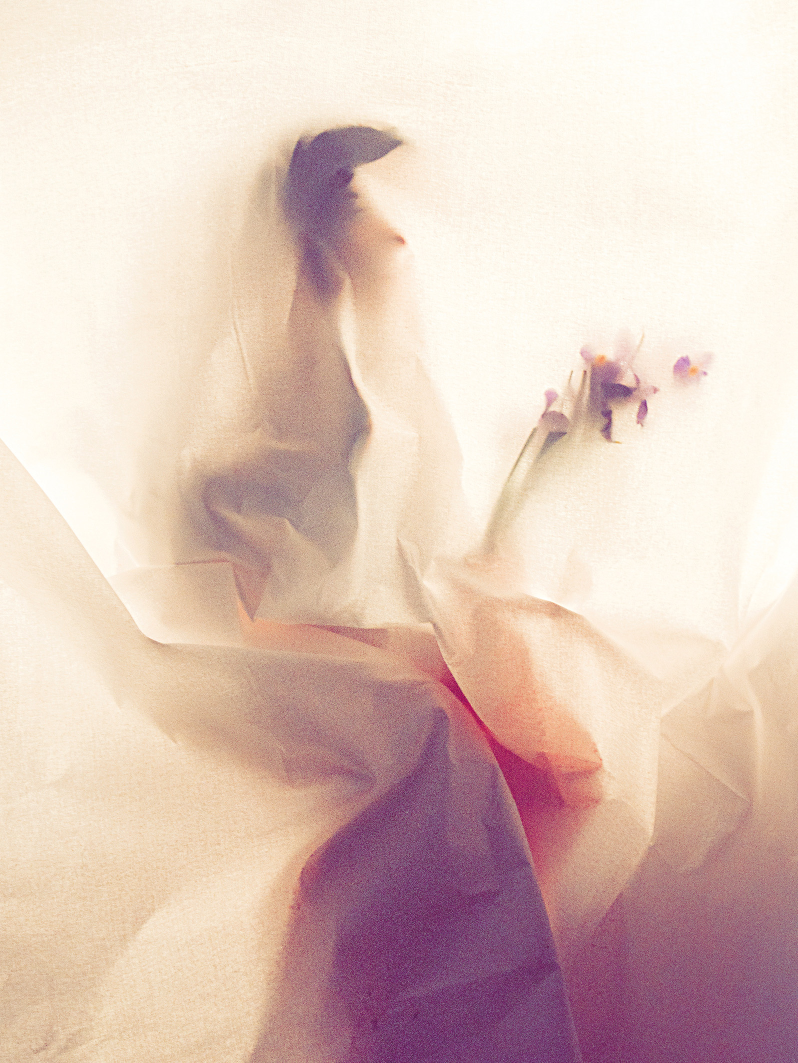 اثر کمی پروانه تر شو از فاطمه محمدیماکلوانی اثر کمی پروانه تر شو از فاطمه محمدیماکلوانی