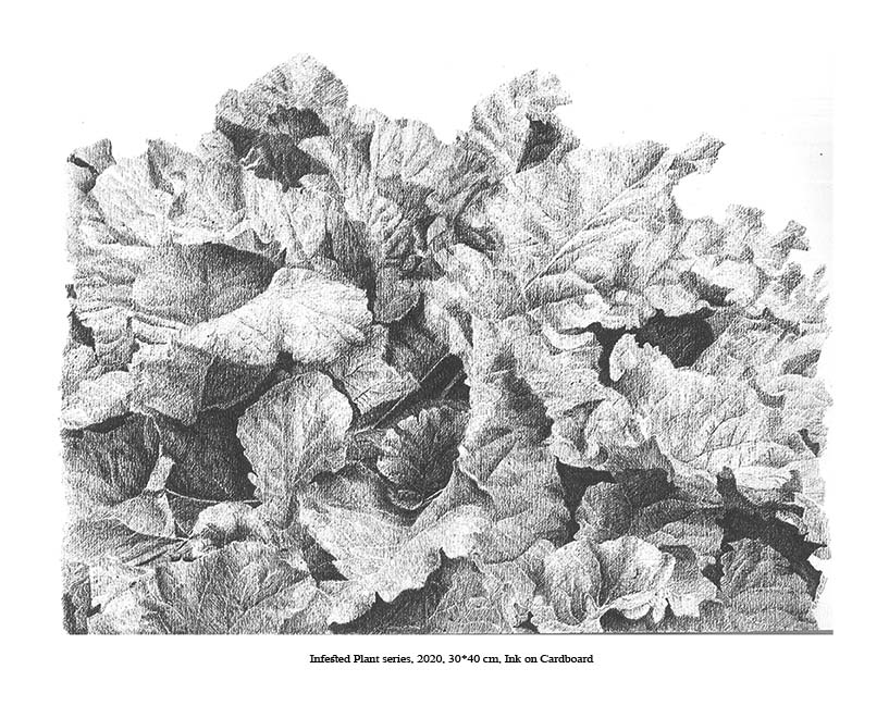 اثر از مجموعه گیاهان آفت زده 1 از مژده سوری اثر از مجموعه گیاهان آفت زده 1 از مژده سوری