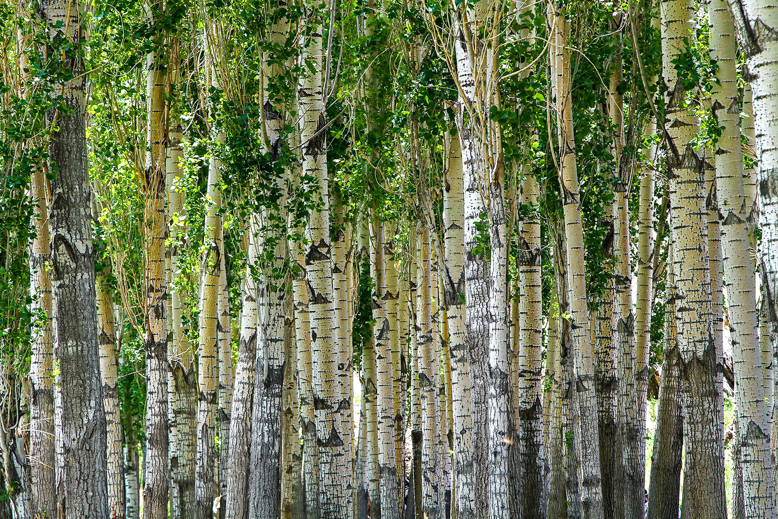 اثر طبیعت موازی از مجید حجتی (ماهو) اثر طبیعت موازی از مجید حجتی (ماهو)