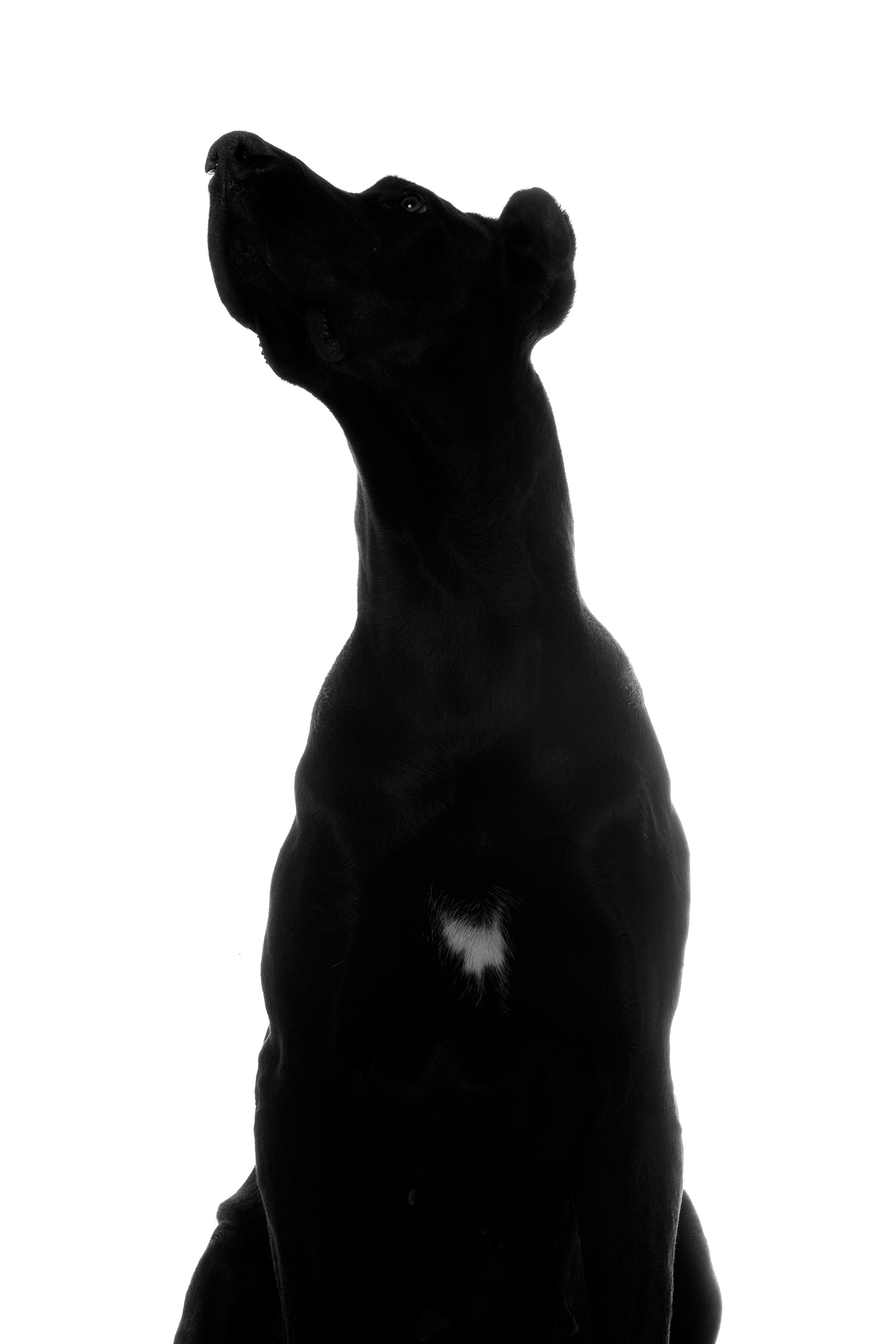 Artwork Dog by Mohammadreza Rashed Artwork Dog by Mohammadreza Rashed