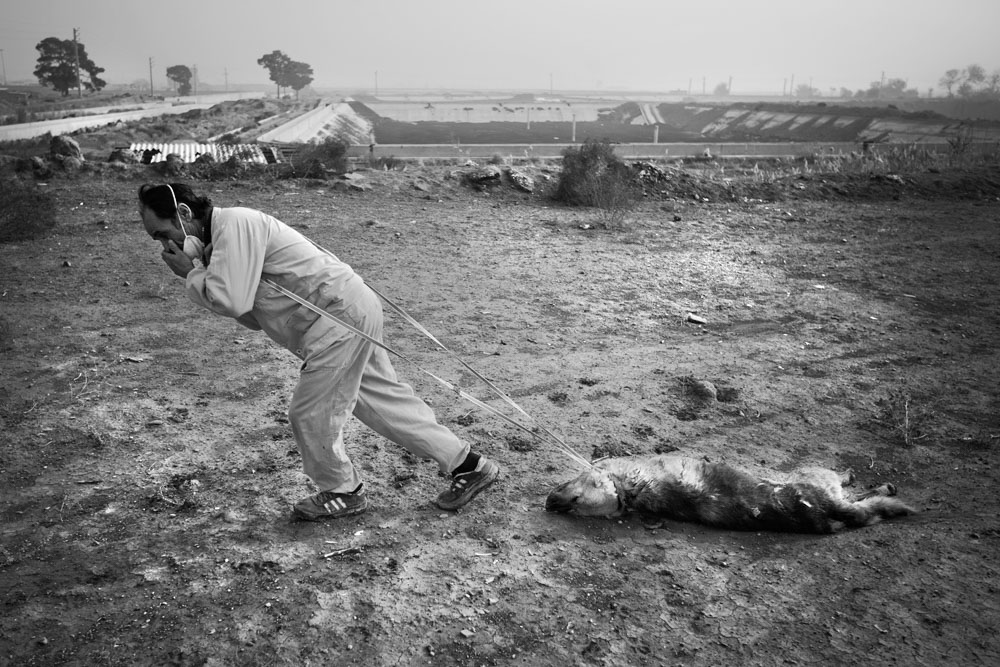 اثر زندگی سگی نه از علی رنجبران اثر زندگی سگی نه از علی رنجبران