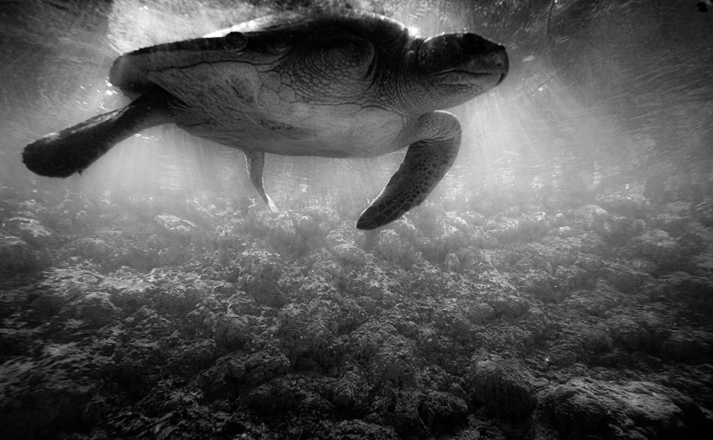 اثر لاک پشت از مجید شقایی فلاح اثر لاک پشت از مجید شقایی فلاح