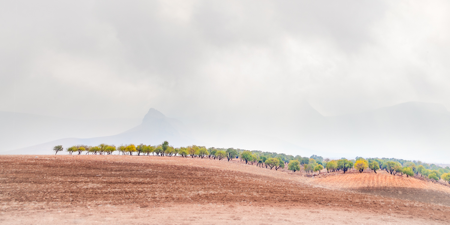 Artwork The Beggining of the Wood by Mehdi Arastouei Artwork The Beggining of the Wood by Mehdi Arastouei