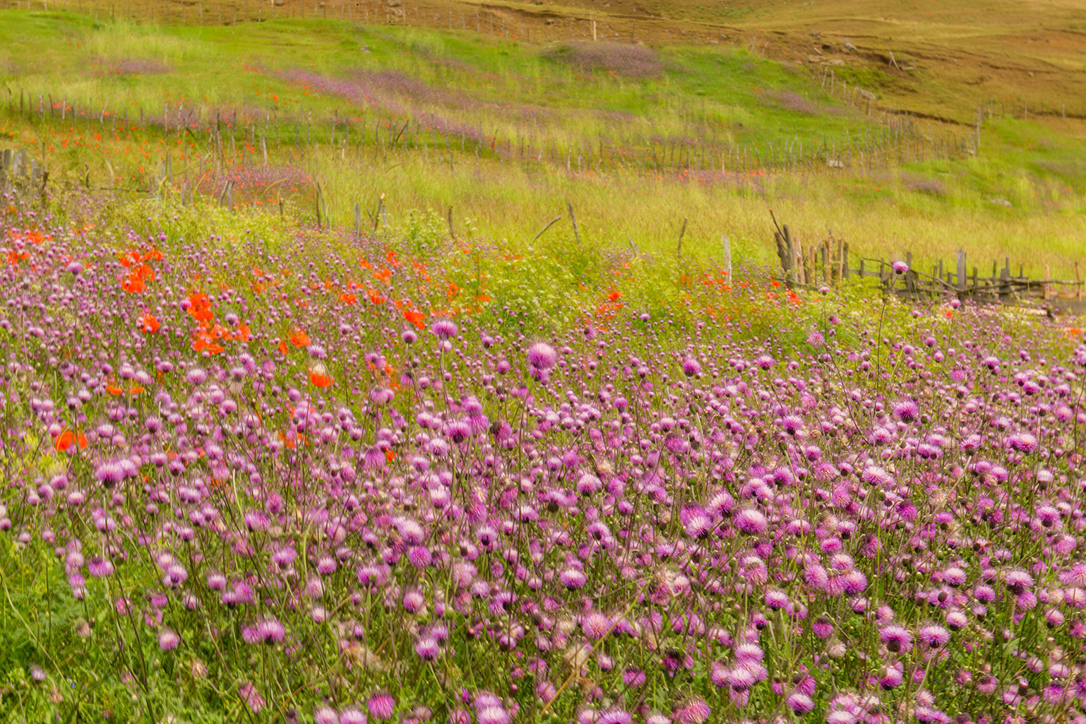 Artwork Pink Flower Farm by Majid Hojati - Maho Artwork Pink Flower Farm by Majid Hojati - Maho