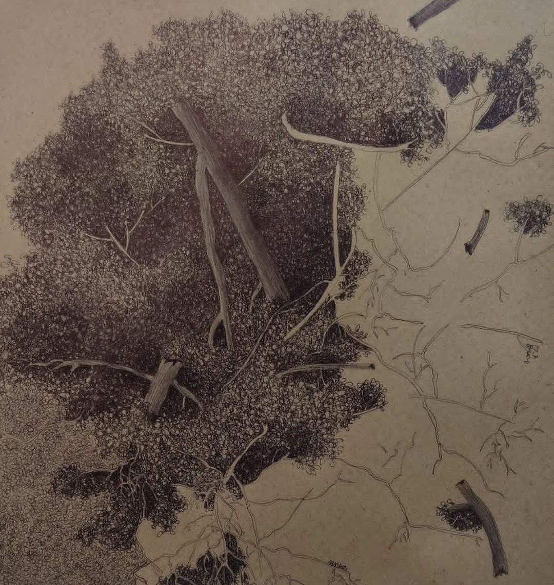 اثر آفت درخت4 از زهرا حائری اثر آفت درخت4 از زهرا حائری