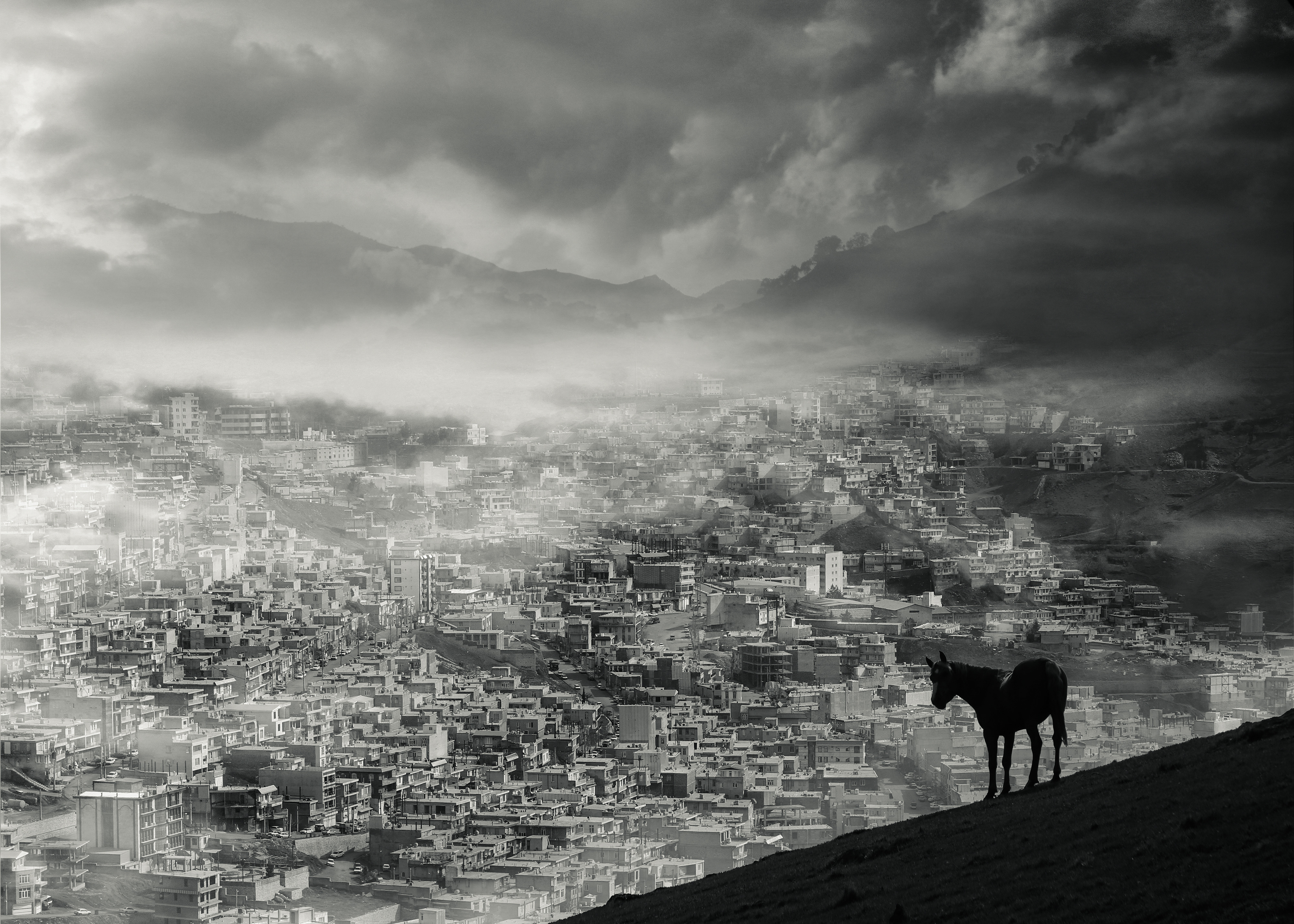 Artwork Horse by pejman shojaei Artwork Horse by pejman shojaei