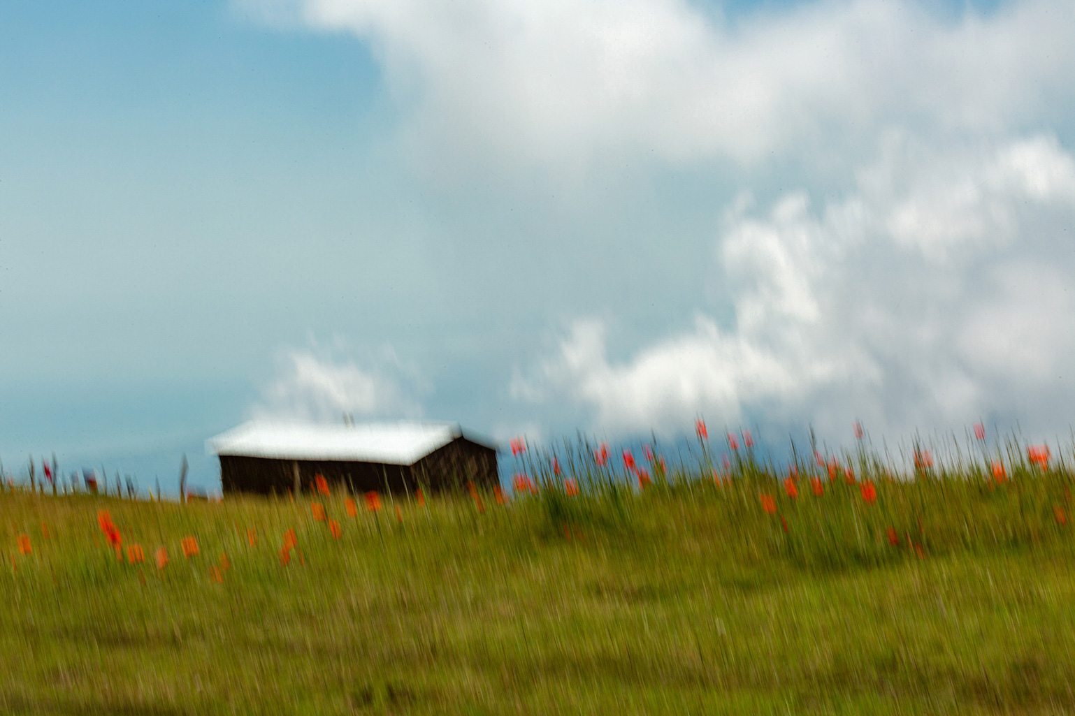 کلبه و لاله های سرخ | | خرید آثار هنری کلبه و لاله های سرخ | | خرید آثار هنری