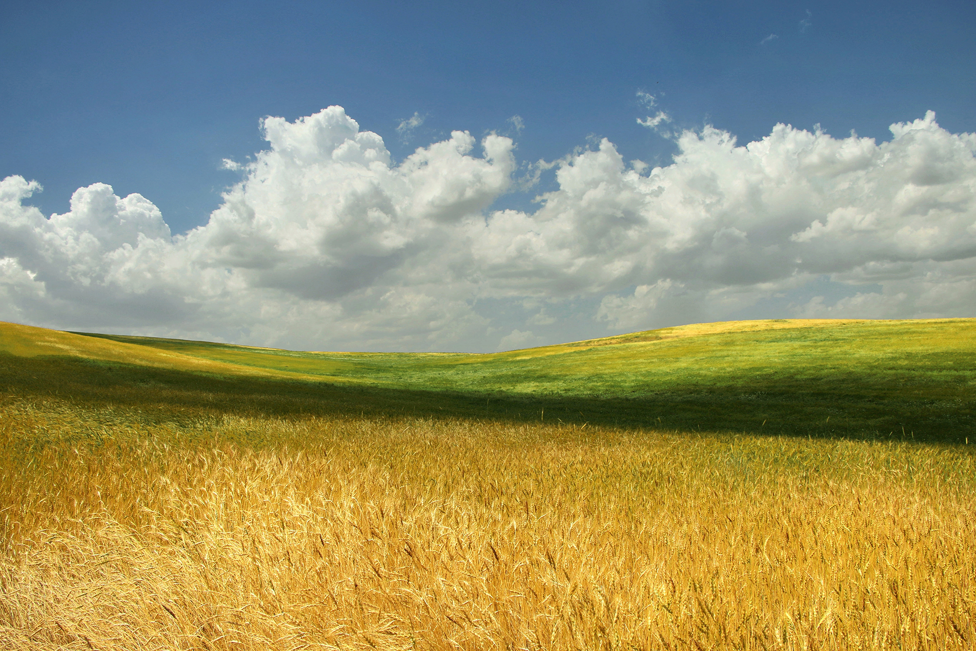 Artwork Wheatfields by abbas rahmani Artwork Wheatfields by abbas rahmani