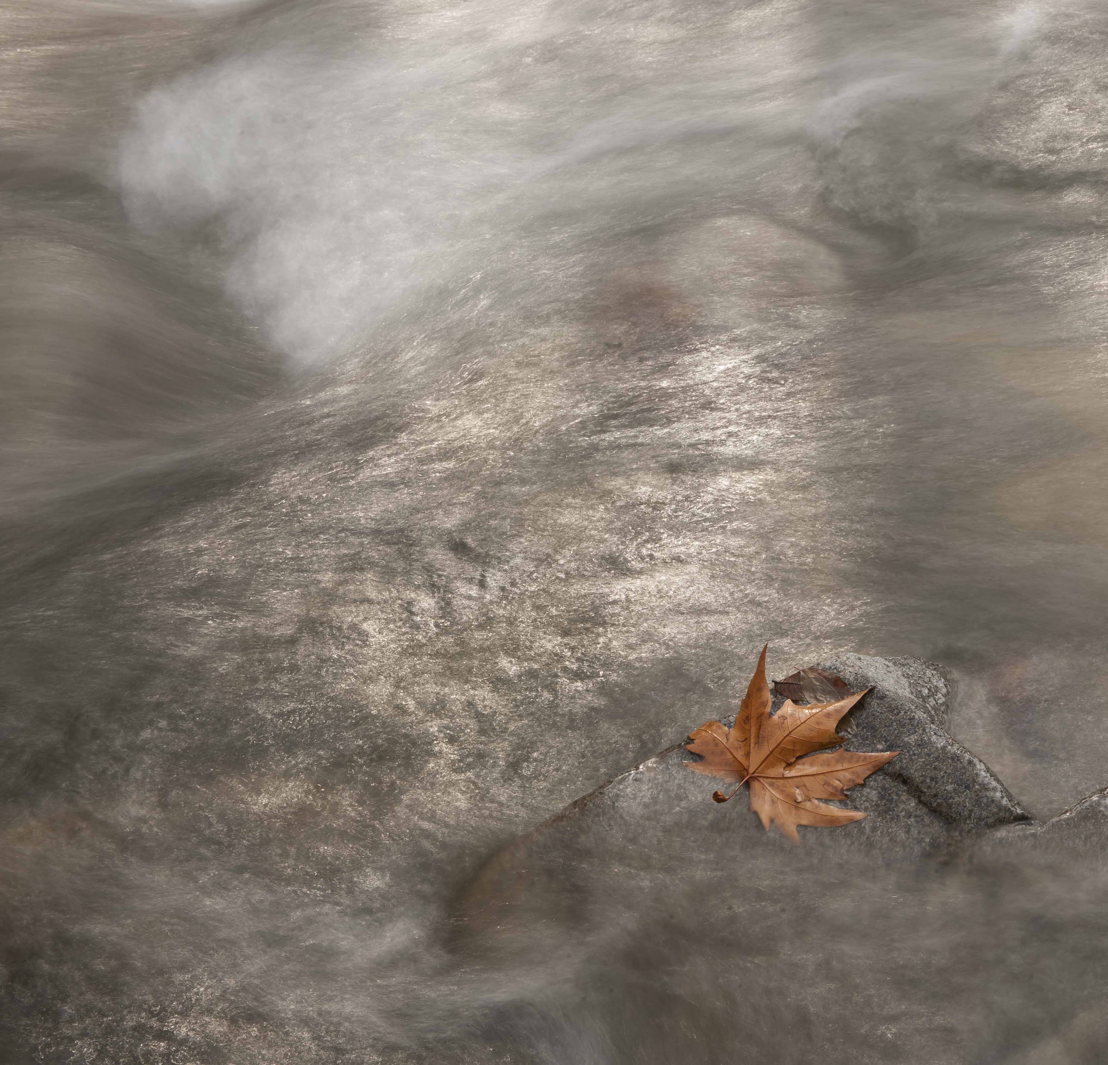 Artwork leaf by Saeid Mahmoudi Aznaveh Artwork leaf by Saeid Mahmoudi Aznaveh