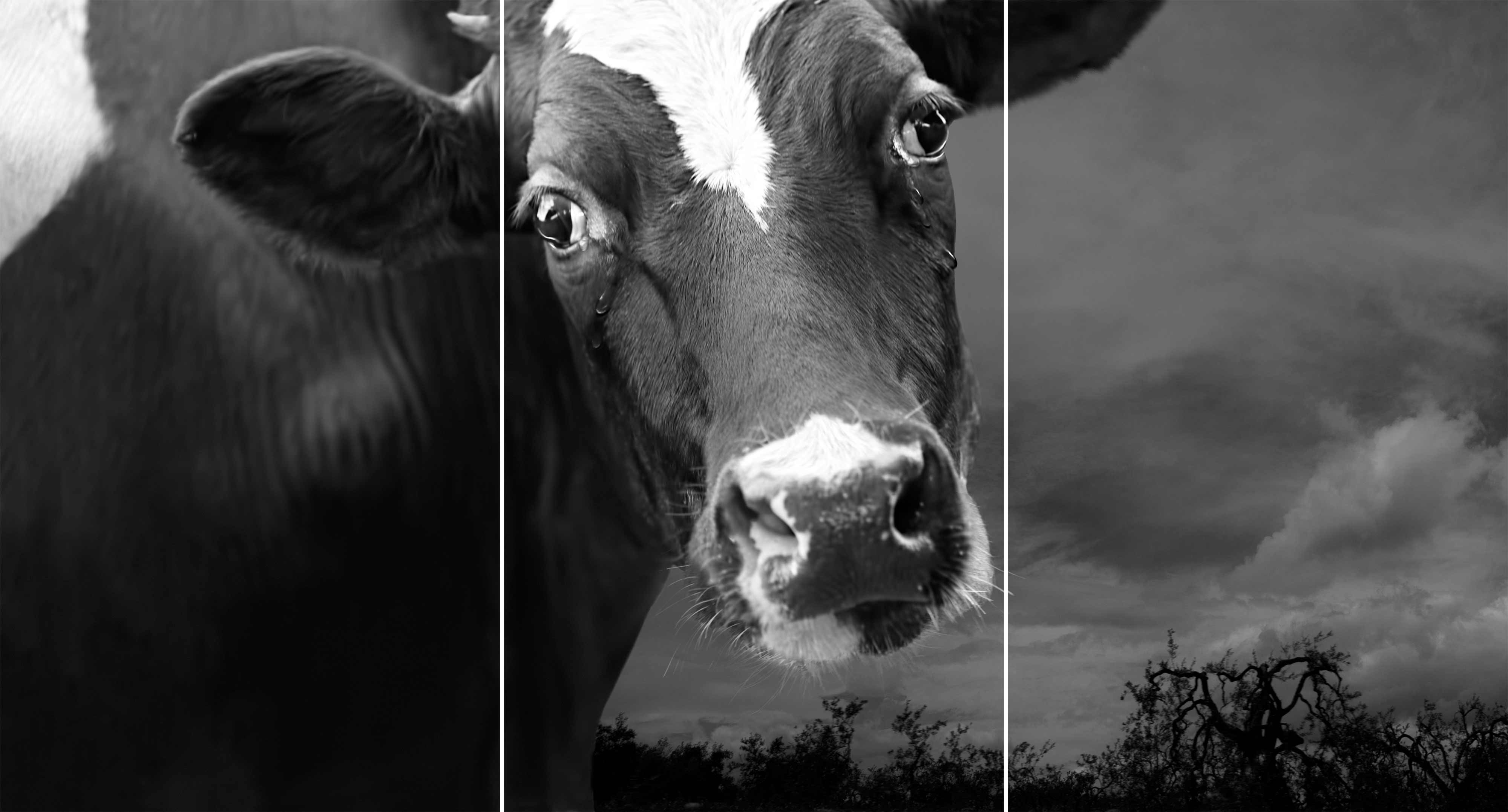 Artwork Crying Bull by Abbas Kiarostami Artwork Crying Bull by Abbas Kiarostami