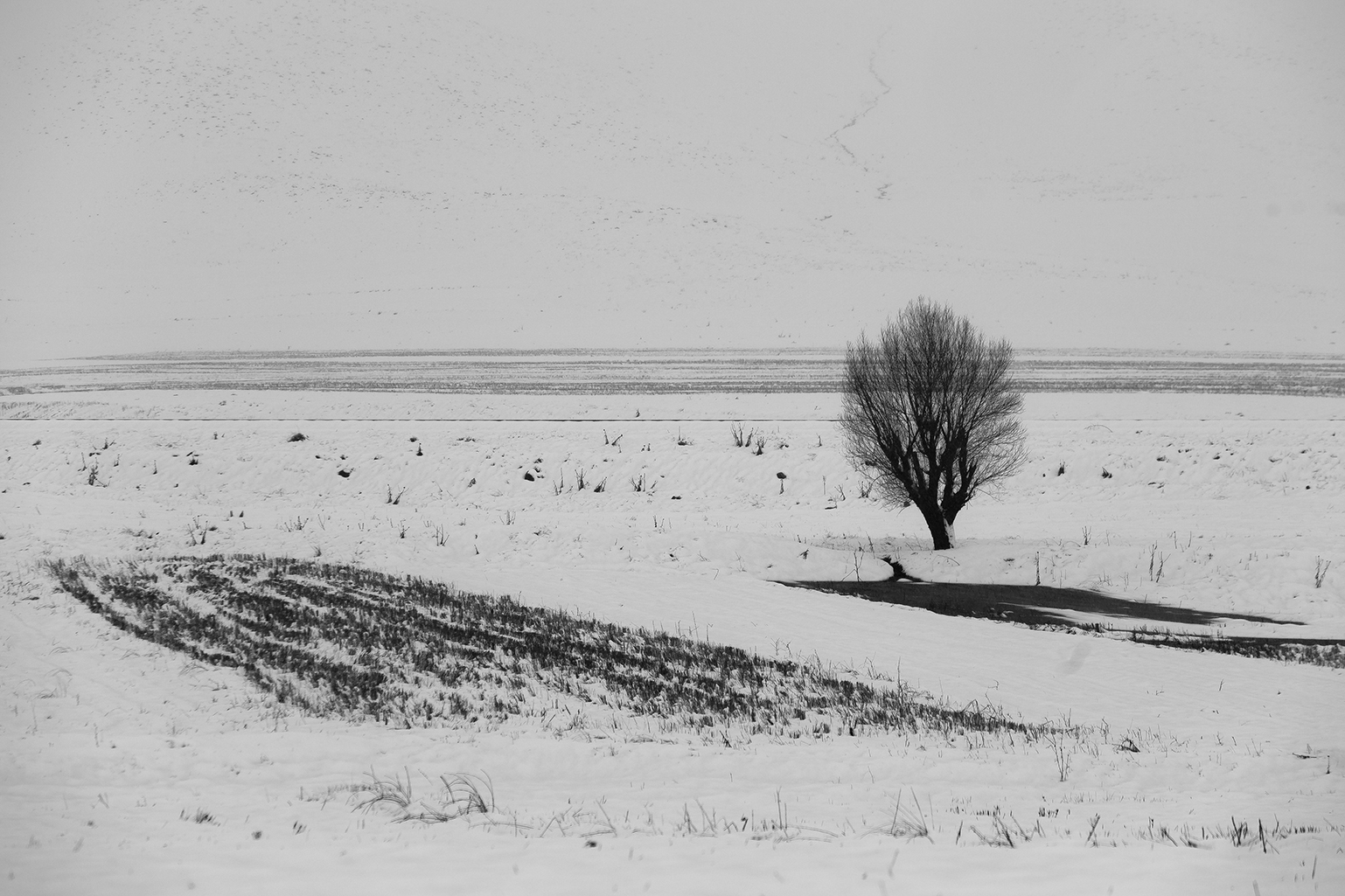 اثر درخت 3 از مجید حجتی (ماهو) اثر درخت 3 از مجید حجتی (ماهو)