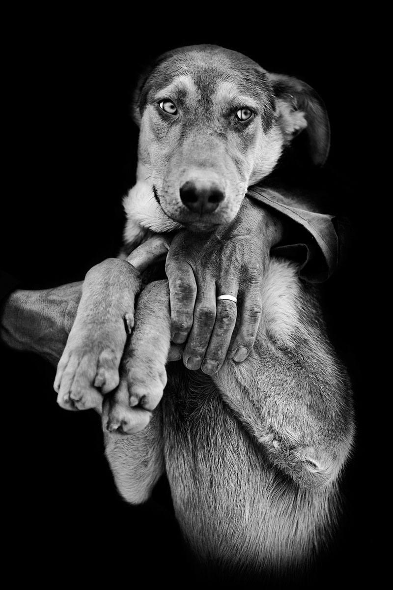 Artwork doggie life by ali ranjbaran Artwork doggie life by ali ranjbaran