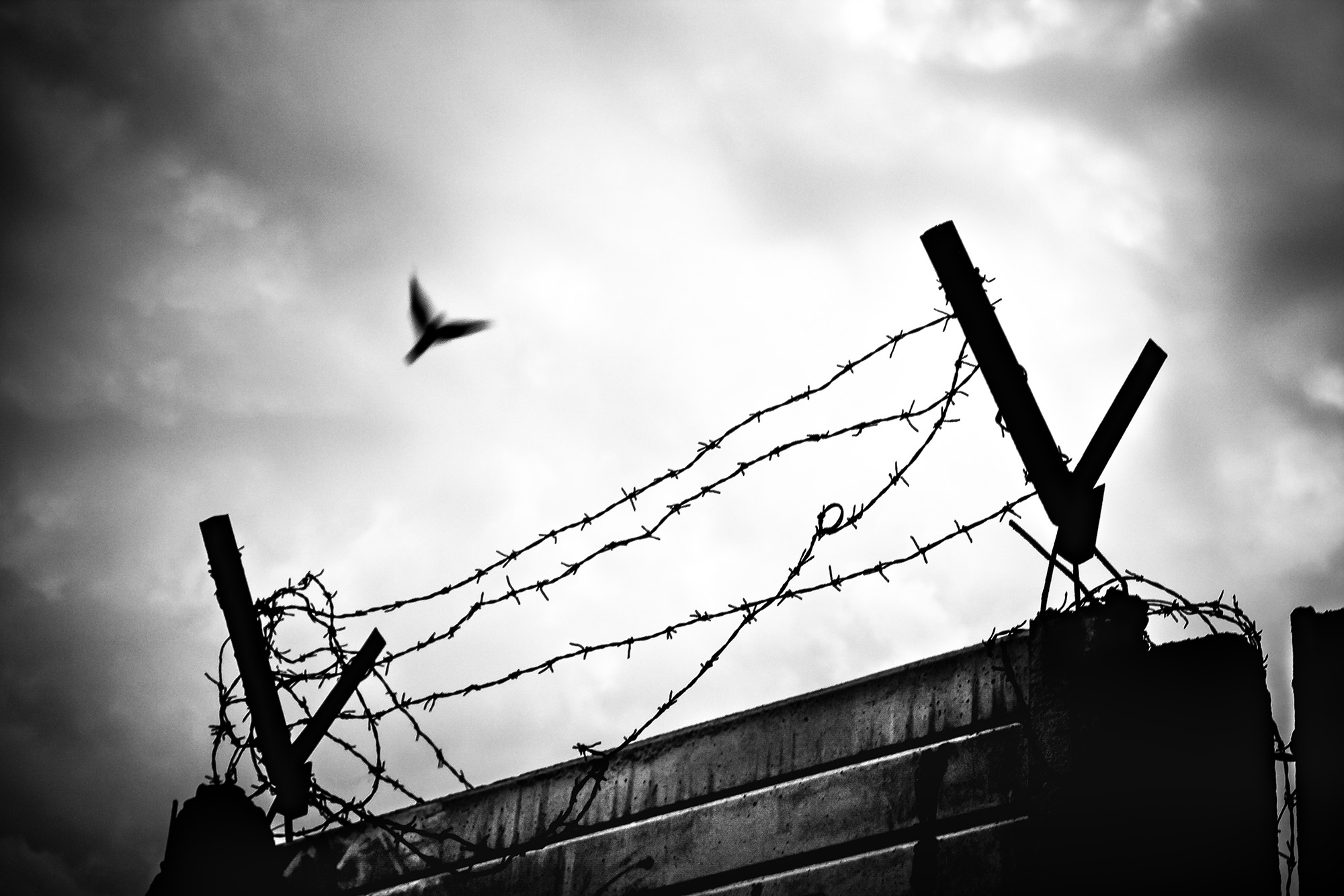 Artwork Freedom by shahrouz heidari Artwork Freedom by shahrouz heidari