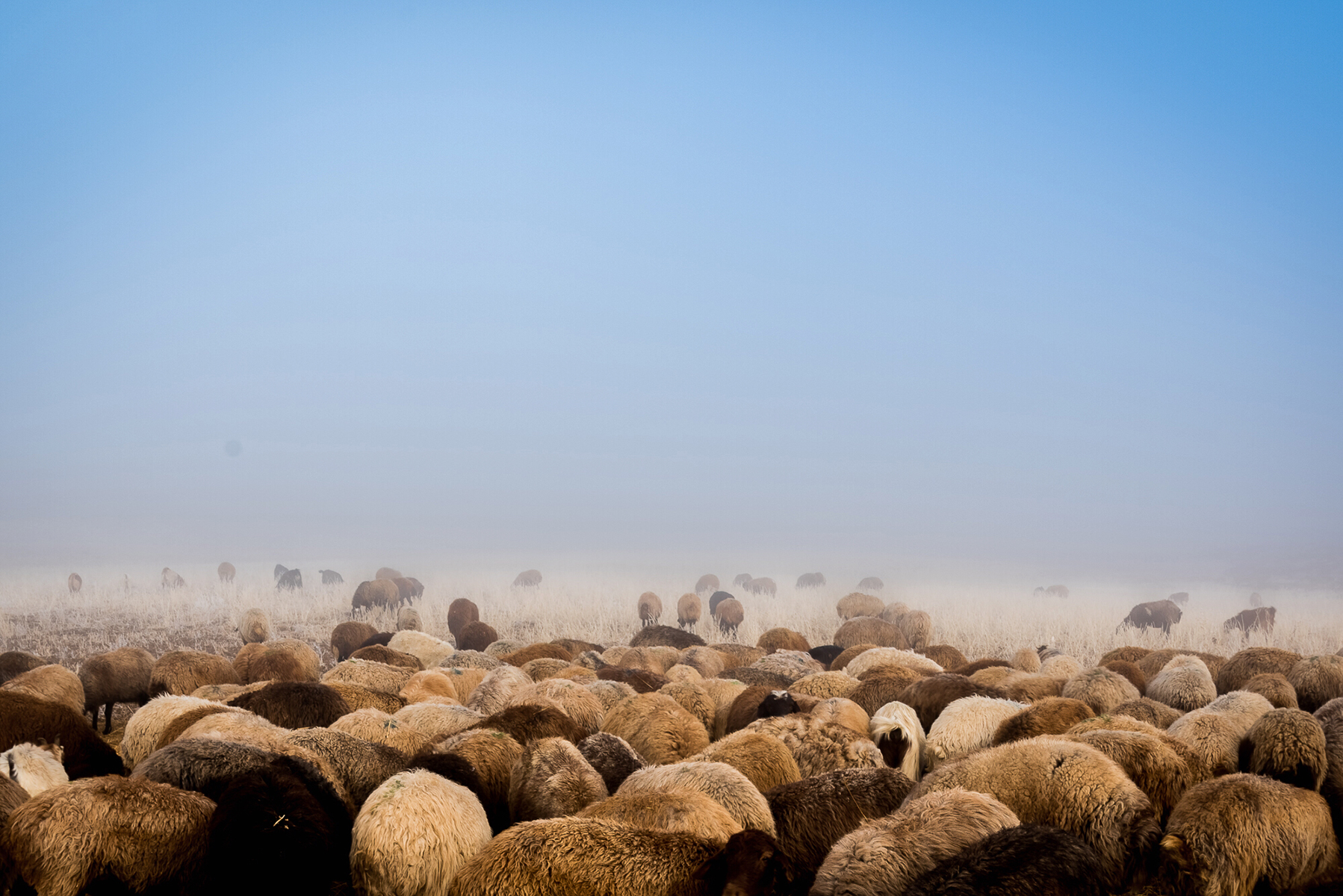 Artwork flock in the fog by Majid Shaghaei Falah Artwork flock in the fog by Majid Shaghaei Falah