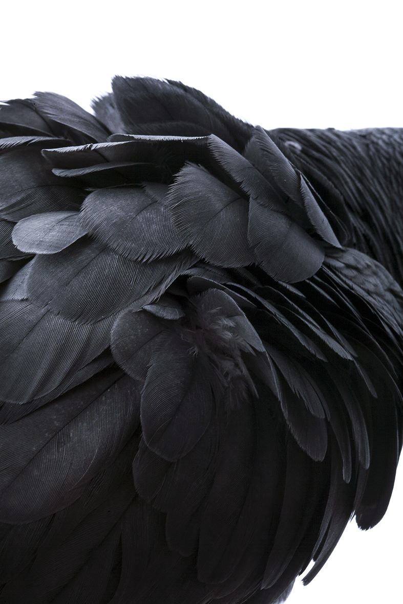 Artwork Untitled by Mohammadreza Rashed Artwork Untitled by Mohammadreza Rashed