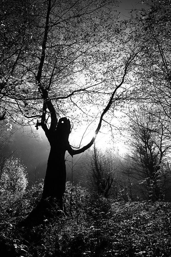Artwork The passion of trees 03 by Ali shokri Artwork The passion of trees 03 by Ali shokri