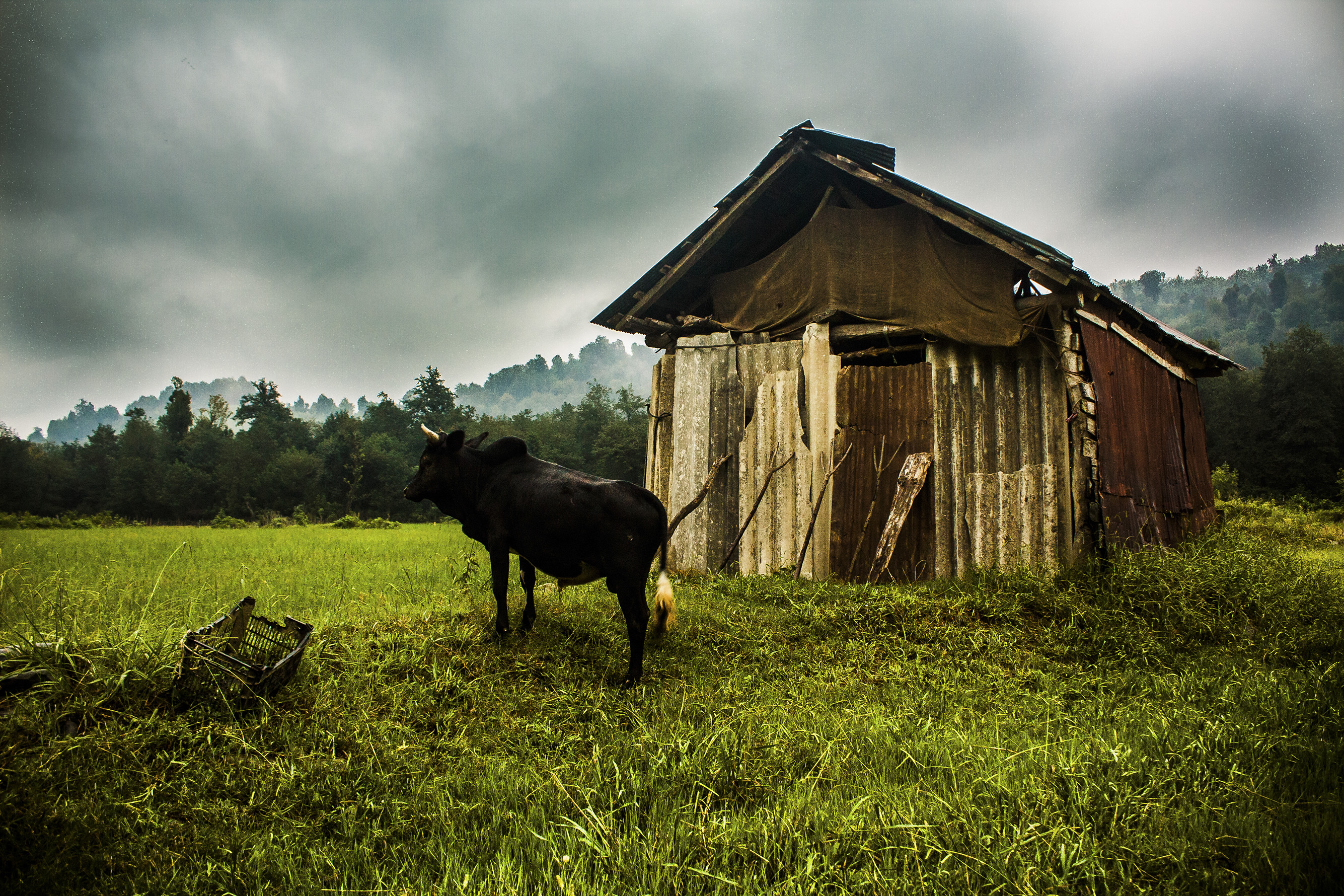 اثر بهار1 از شهروز حیدری اثر بهار1 از شهروز حیدری