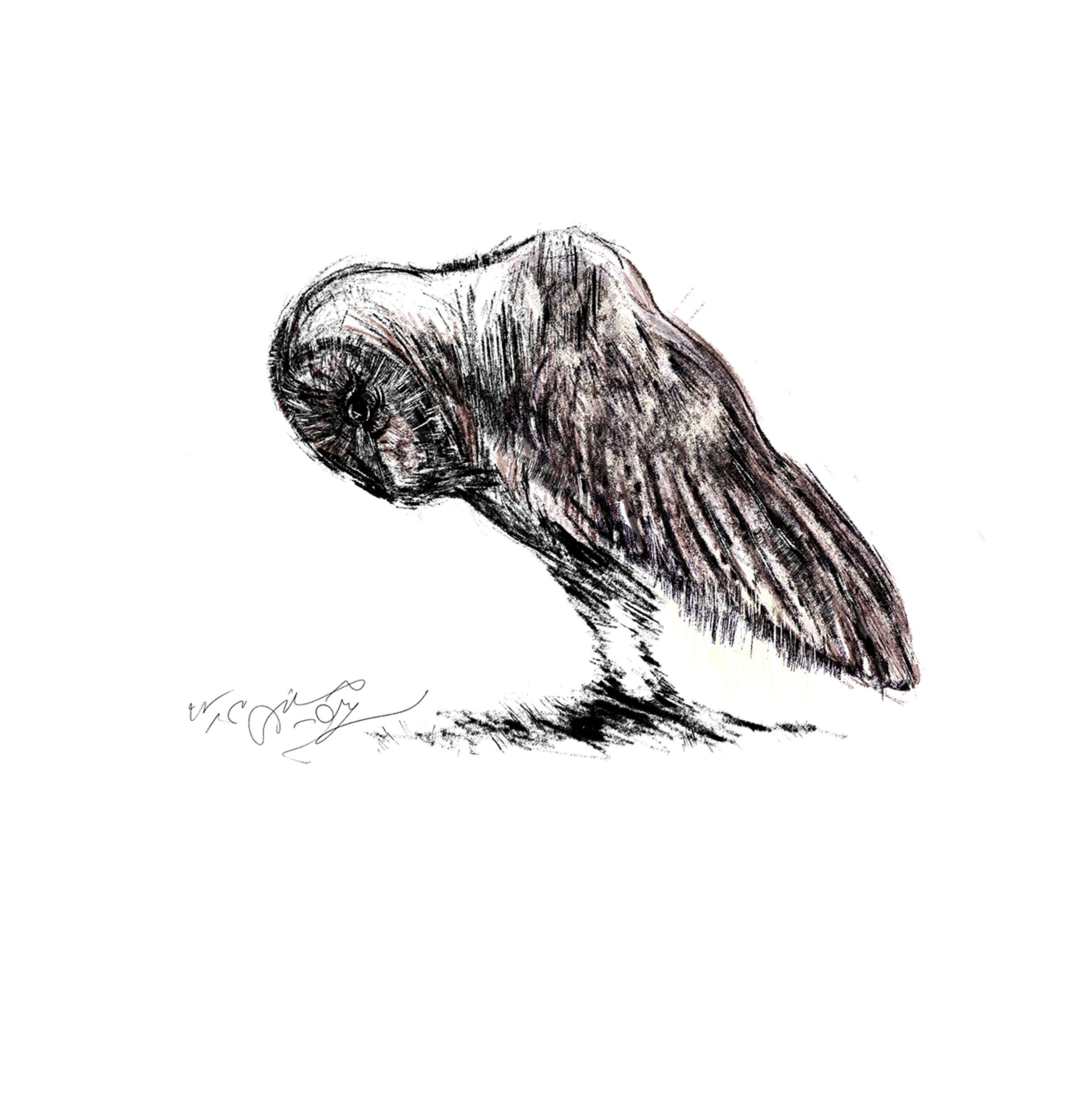 Artwork Owl Land 05 by Soheil Hosseini Artwork Owl Land 05 by Soheil Hosseini