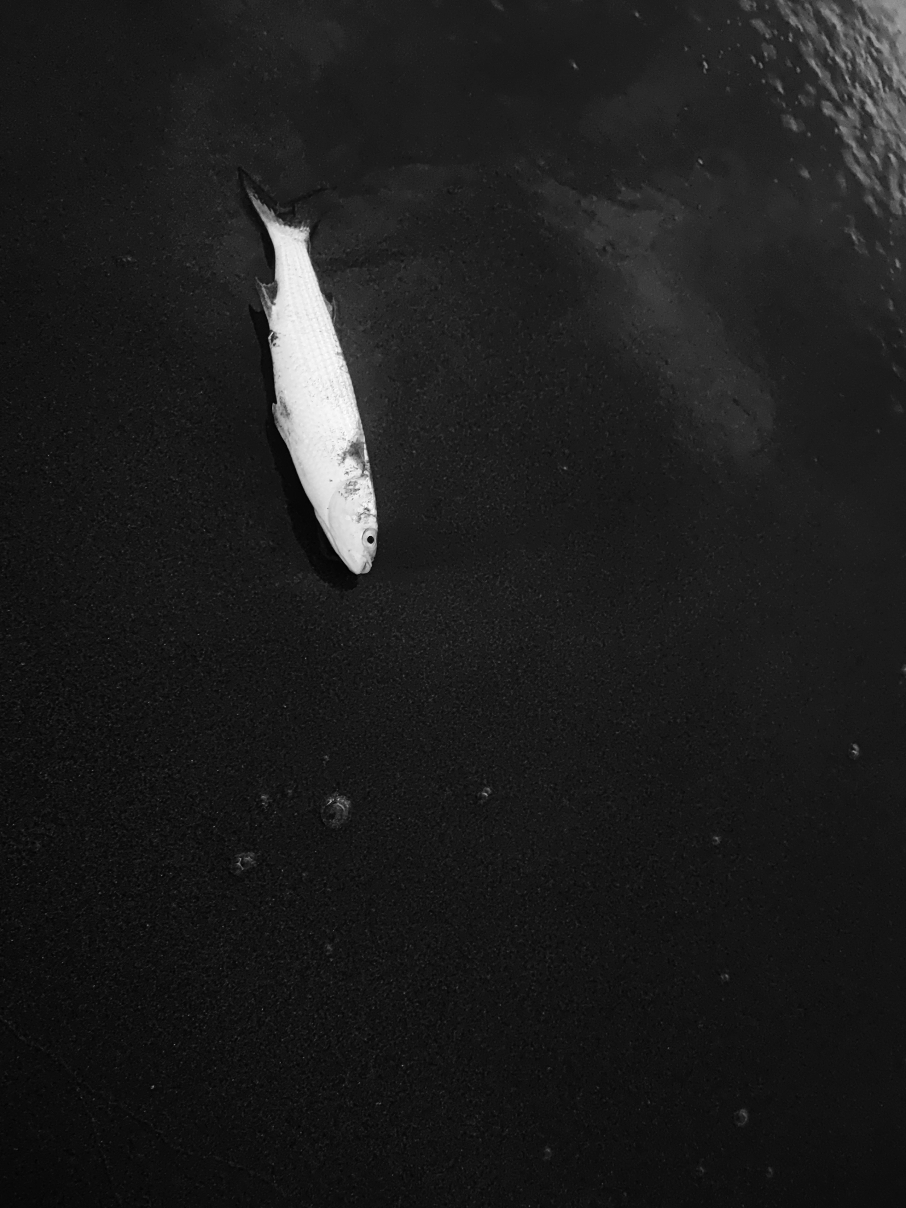 Artwork born of water by Soheila Sarmadi Artwork born of water by Soheila Sarmadi