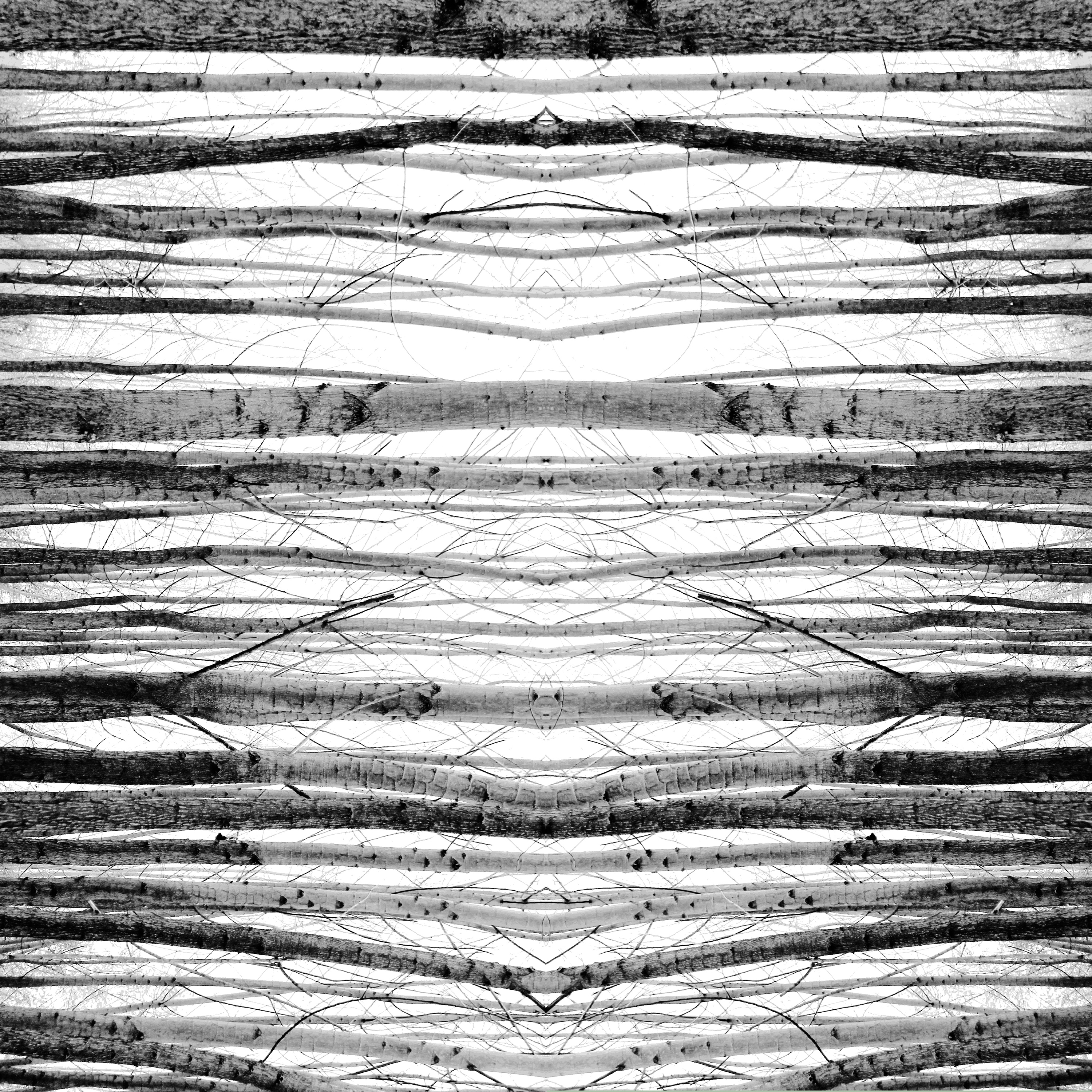 Artwork finished trees by Abed Mirmasoumi Artwork finished trees by Abed Mirmasoumi