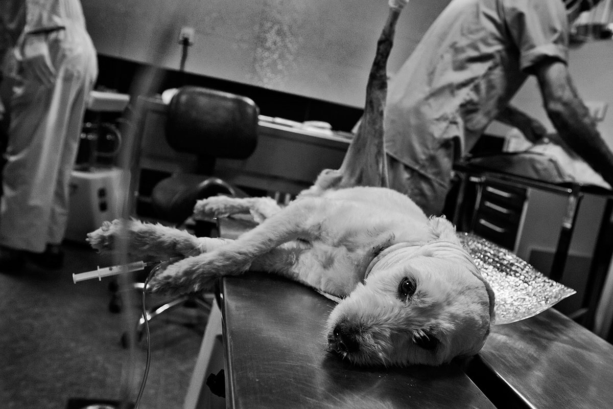 Artwork doggie life-14 by ali ranjbaran Artwork doggie life-14 by ali ranjbaran