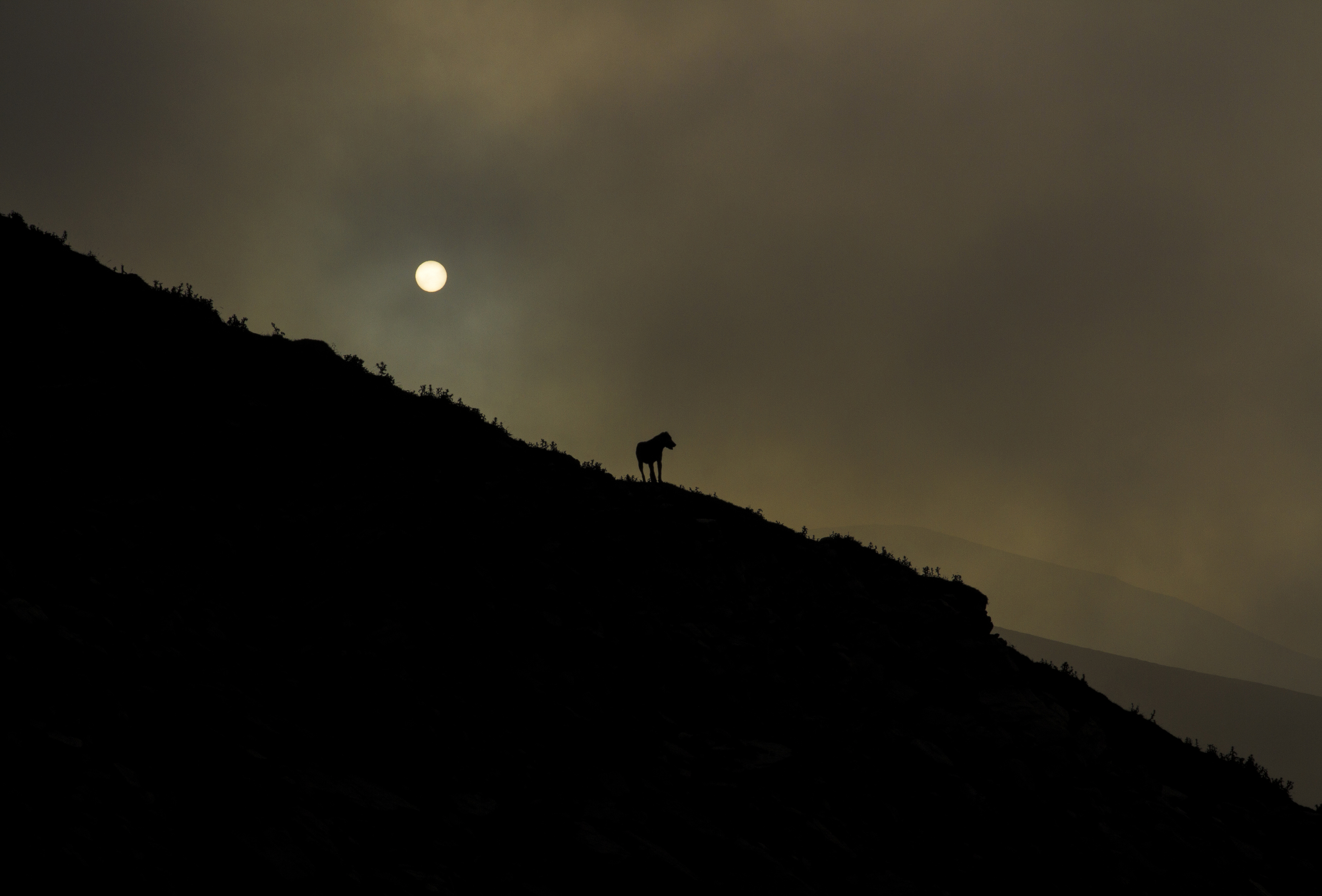 اثر عروج از پگاه قدیری اثر عروج از پگاه قدیری