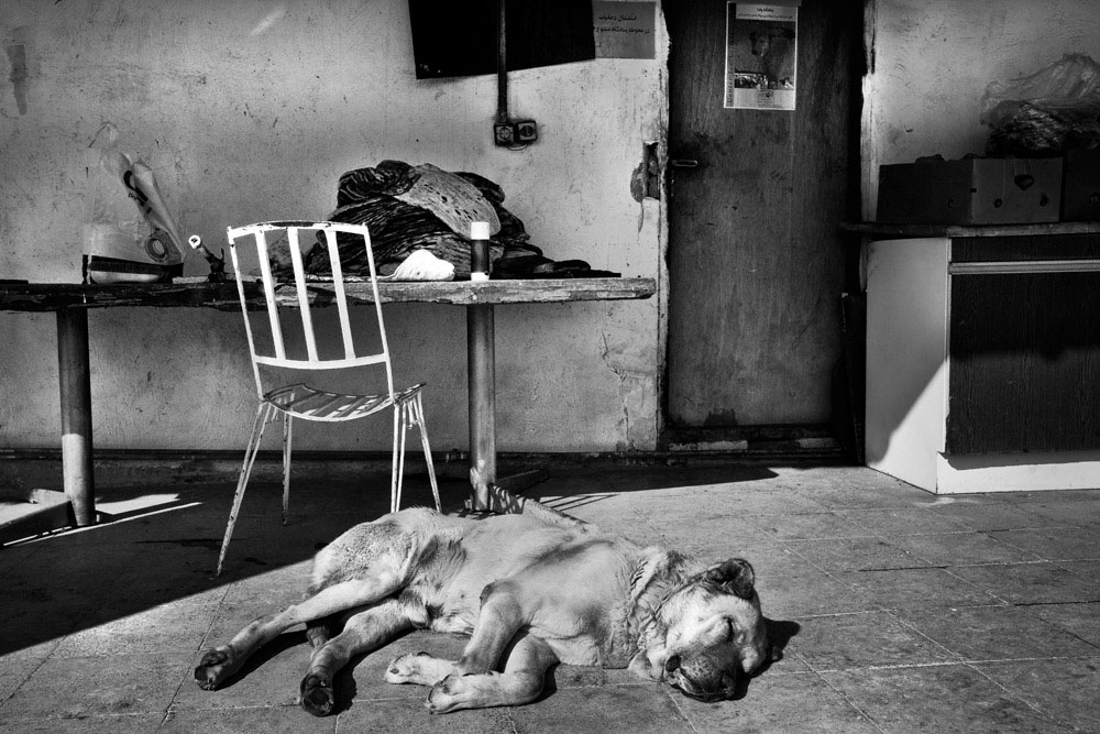 Artwork doggie life-13 by ali ranjbaran Artwork doggie life-13 by ali ranjbaran