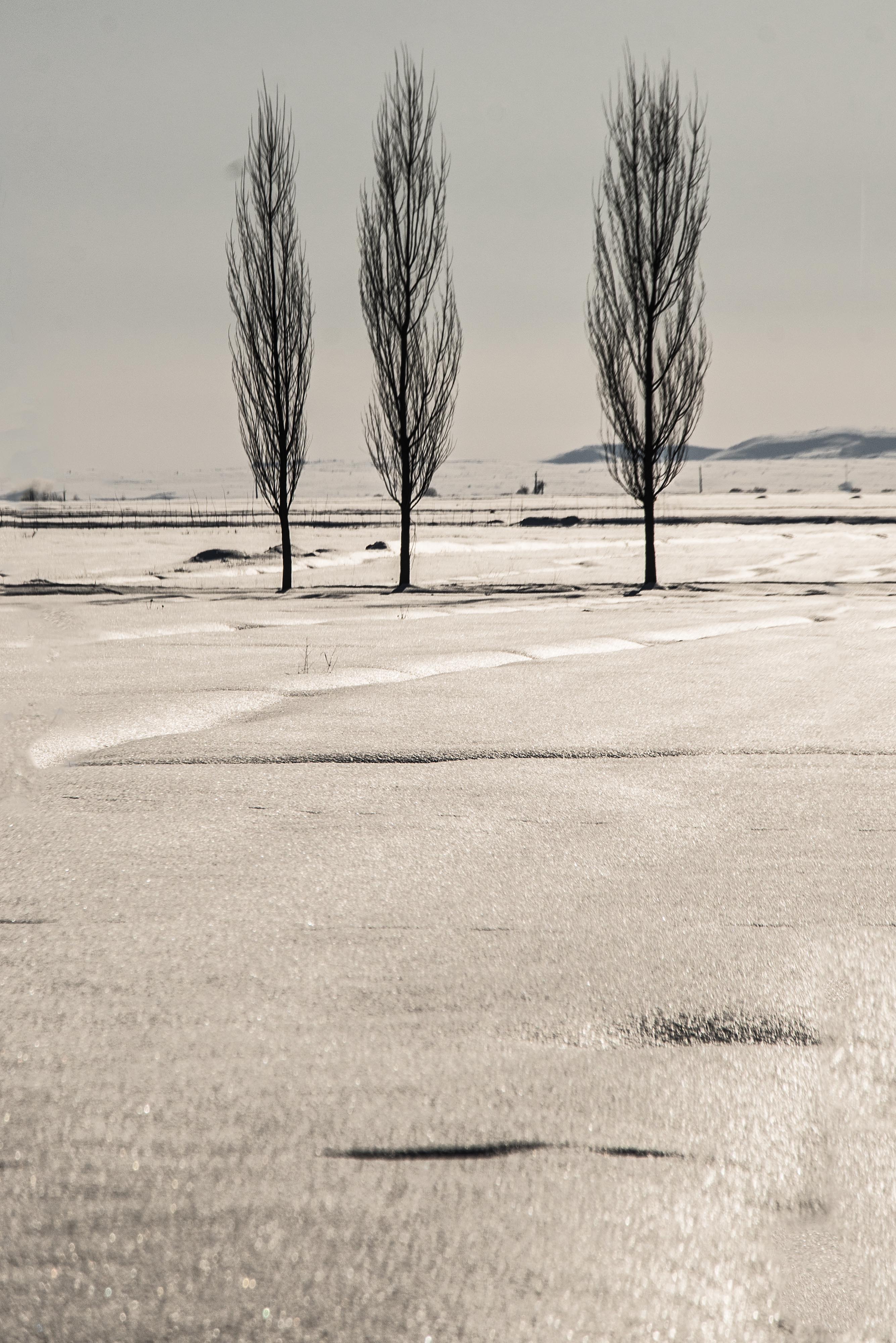 Artwork Three cedars by Abdolrahman Mojarrad Artwork Three cedars by Abdolrahman Mojarrad