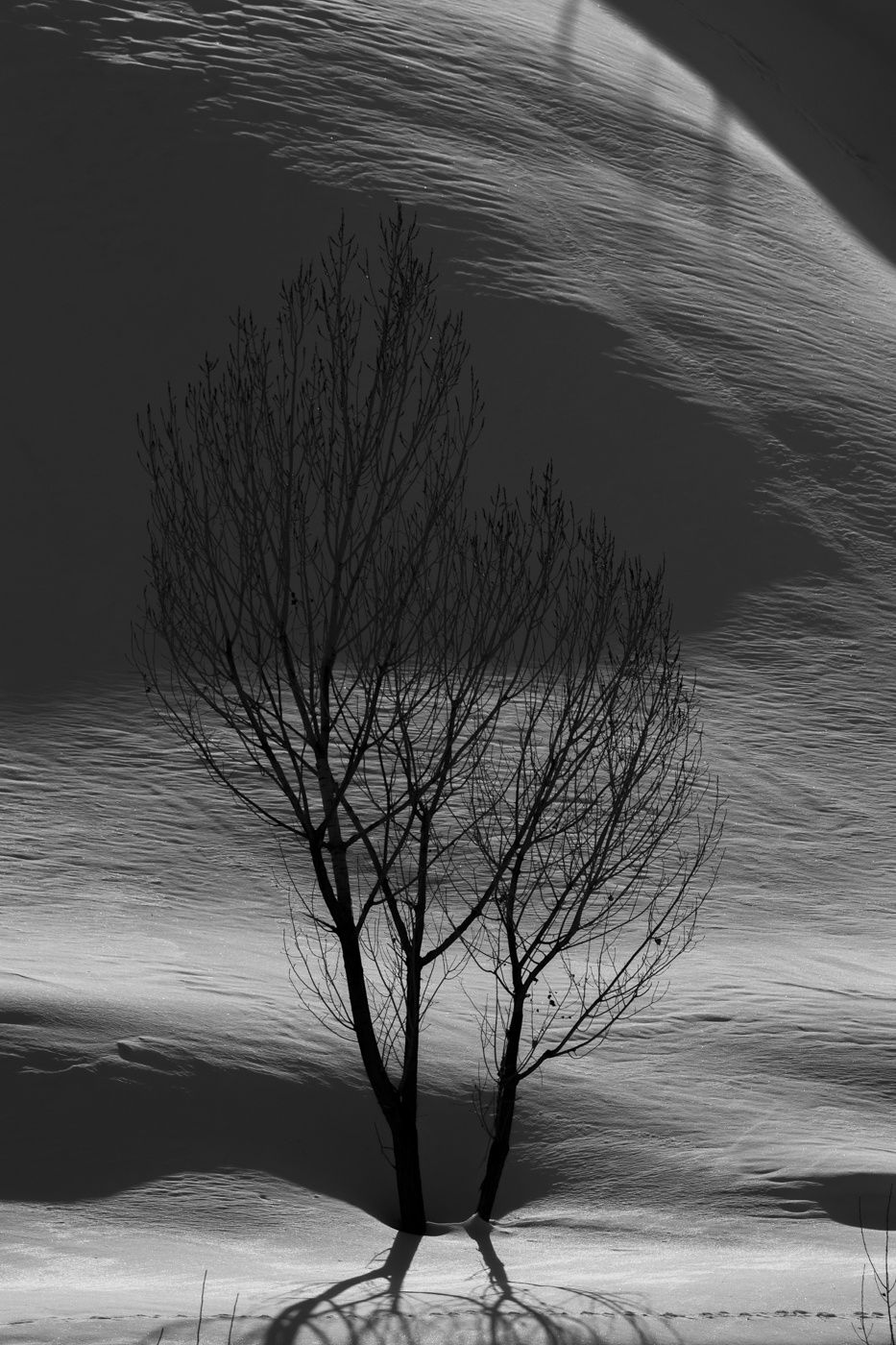 Artwork Tree 3 by shoresh mobasheri Artwork Tree 3 by shoresh mobasheri