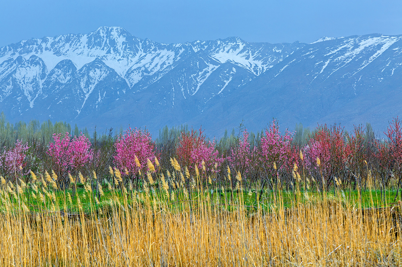 Artwork Four Seasons by Majid Hojati - Maho Artwork Four Seasons by Majid Hojati - Maho