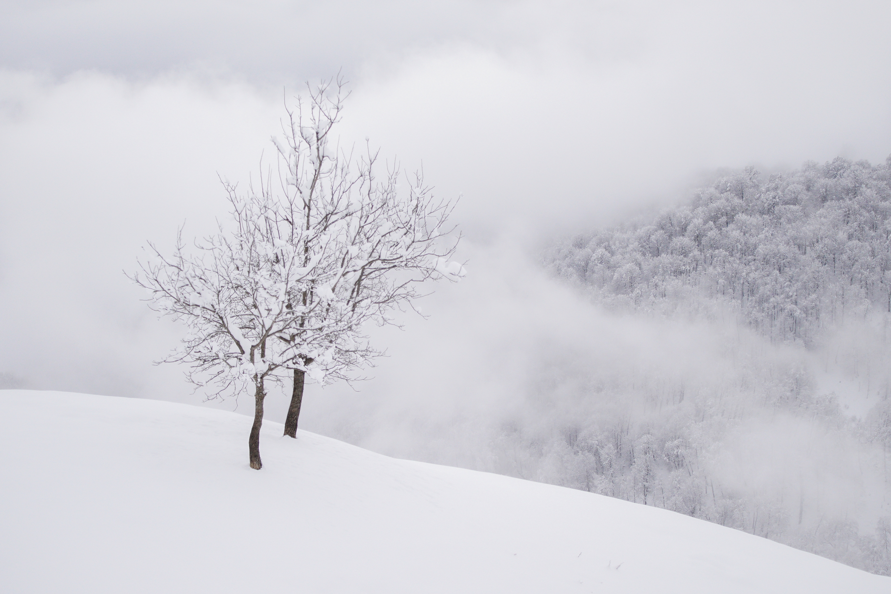 اثر نسل جوان از سعید سالستانی اثر نسل جوان از سعید سالستانی
