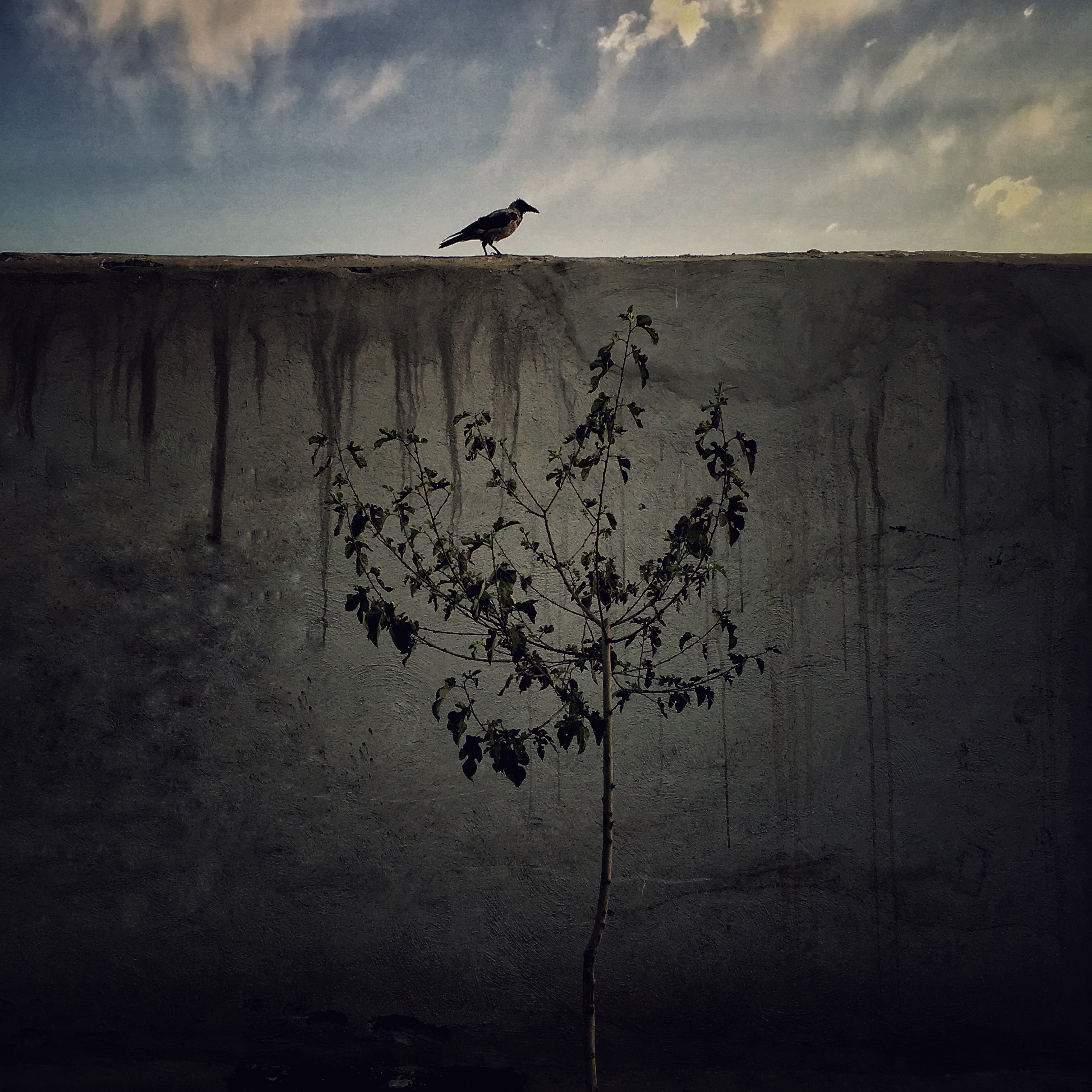 اثر تنها ترین پرنده از پگاه قدیری اثر تنها ترین پرنده از پگاه قدیری