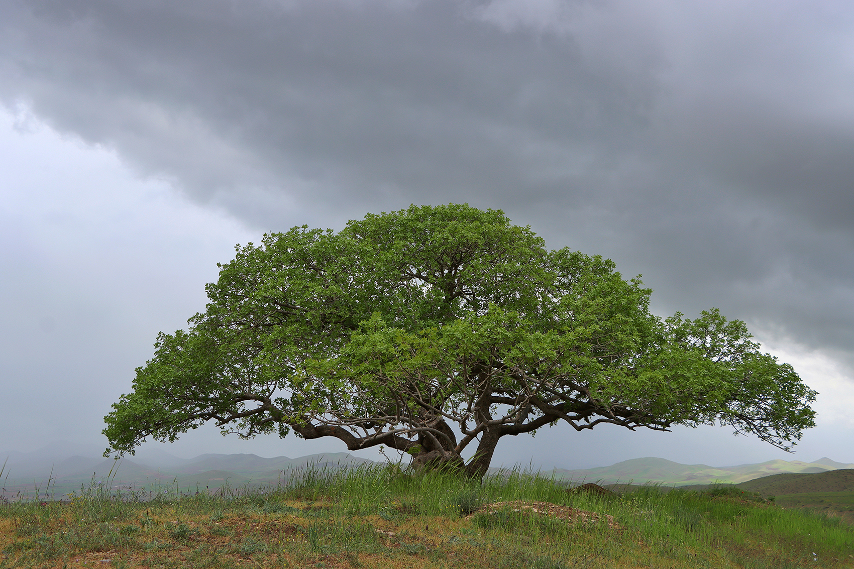 Artwork old Tree by abbas rahmani Artwork old Tree by abbas rahmani