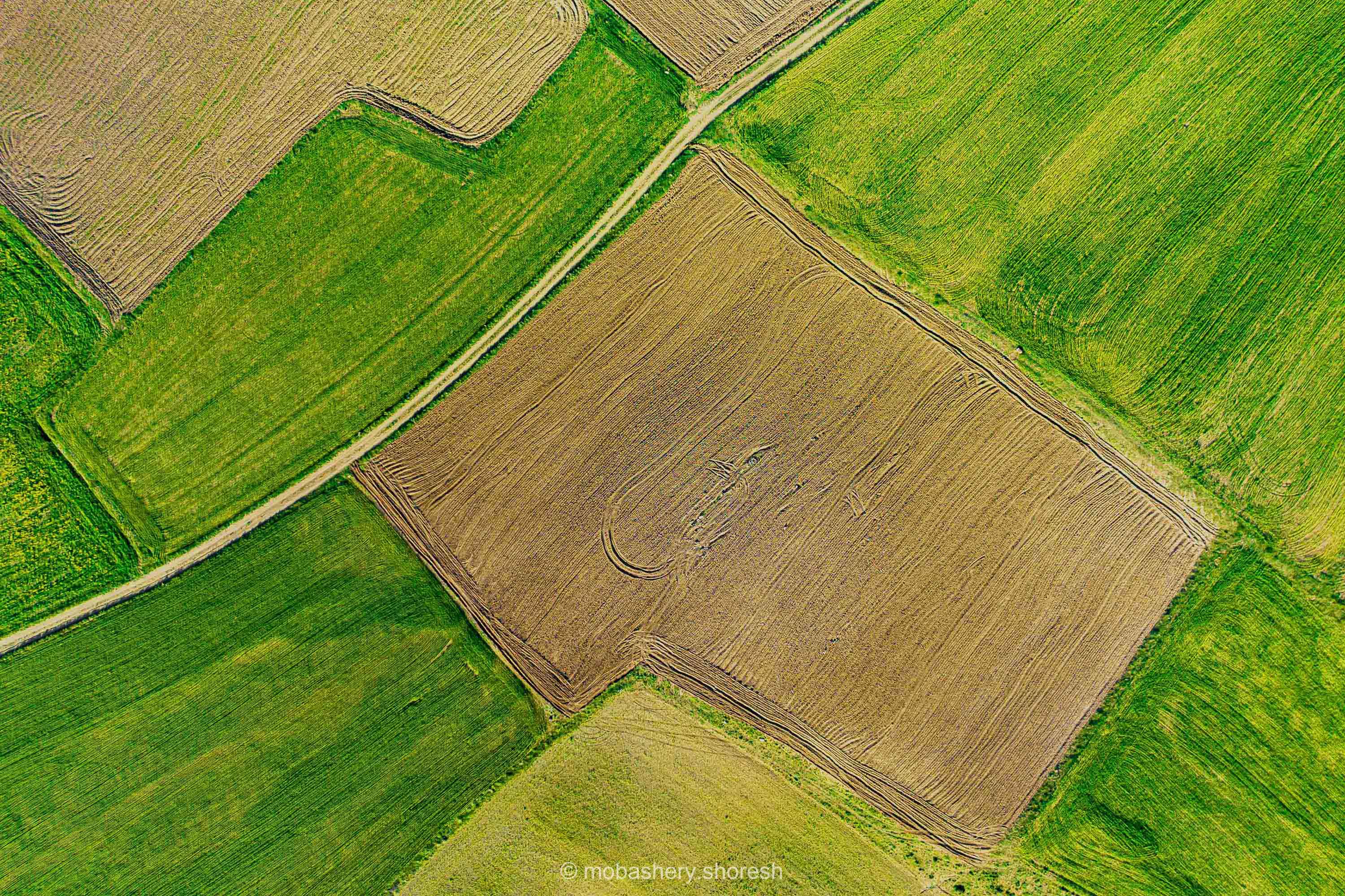 اثر بدون عنوان یک از شورش مباشری اثر بدون عنوان یک از شورش مباشری