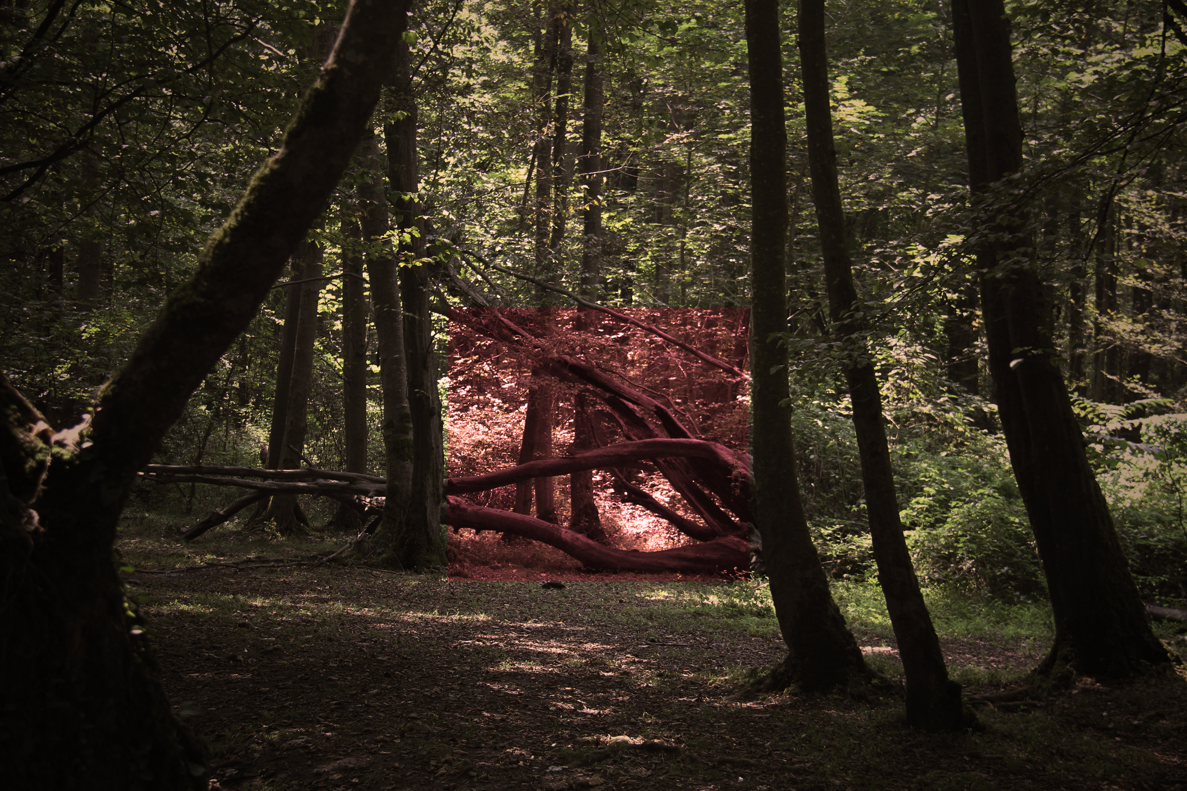 Artwork Monster by Ali Khatamsaz Artwork Monster by Ali Khatamsaz